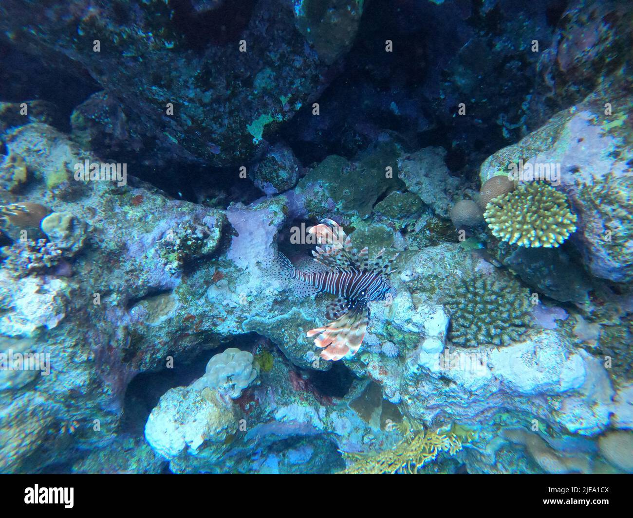 Scena subacquea con barriera corallina nel Mar Rosso Foto Stock