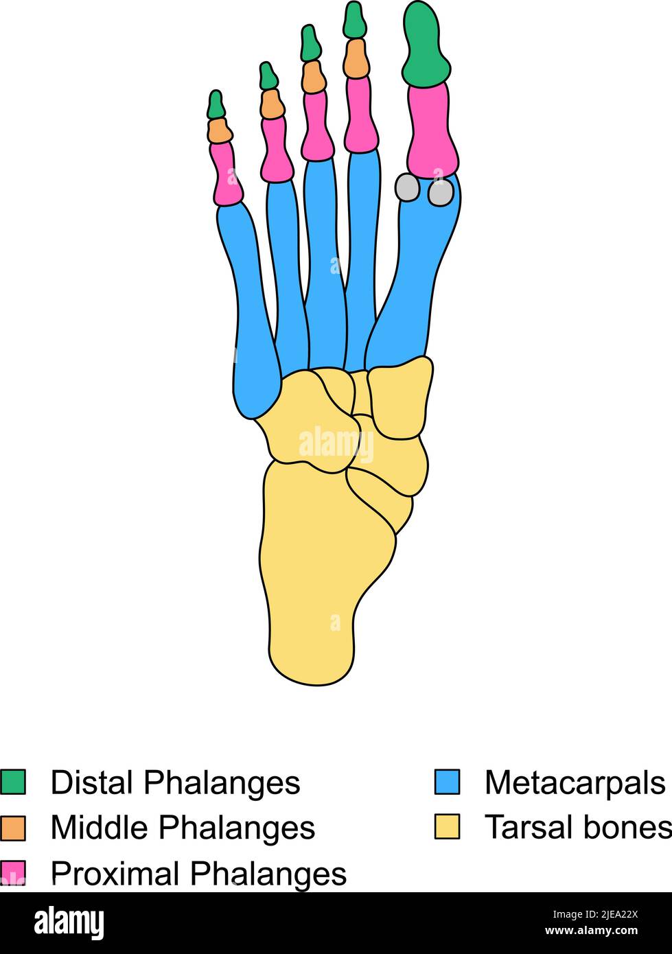 Anatomia delle ossa del piede con descrizioni. Diagramma educativo dell'organo interno. Falangi distali, prossimali e mediani, metacarpale, parti di ossa tarsali. Illustrazione Vettoriale