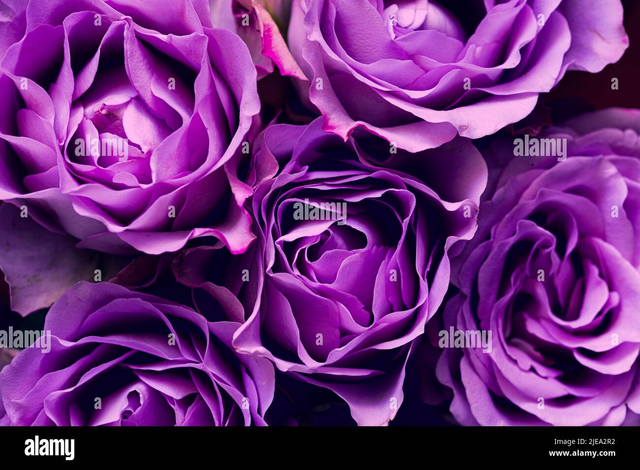 rosa violetta con gocce di rugiada Foto Stock