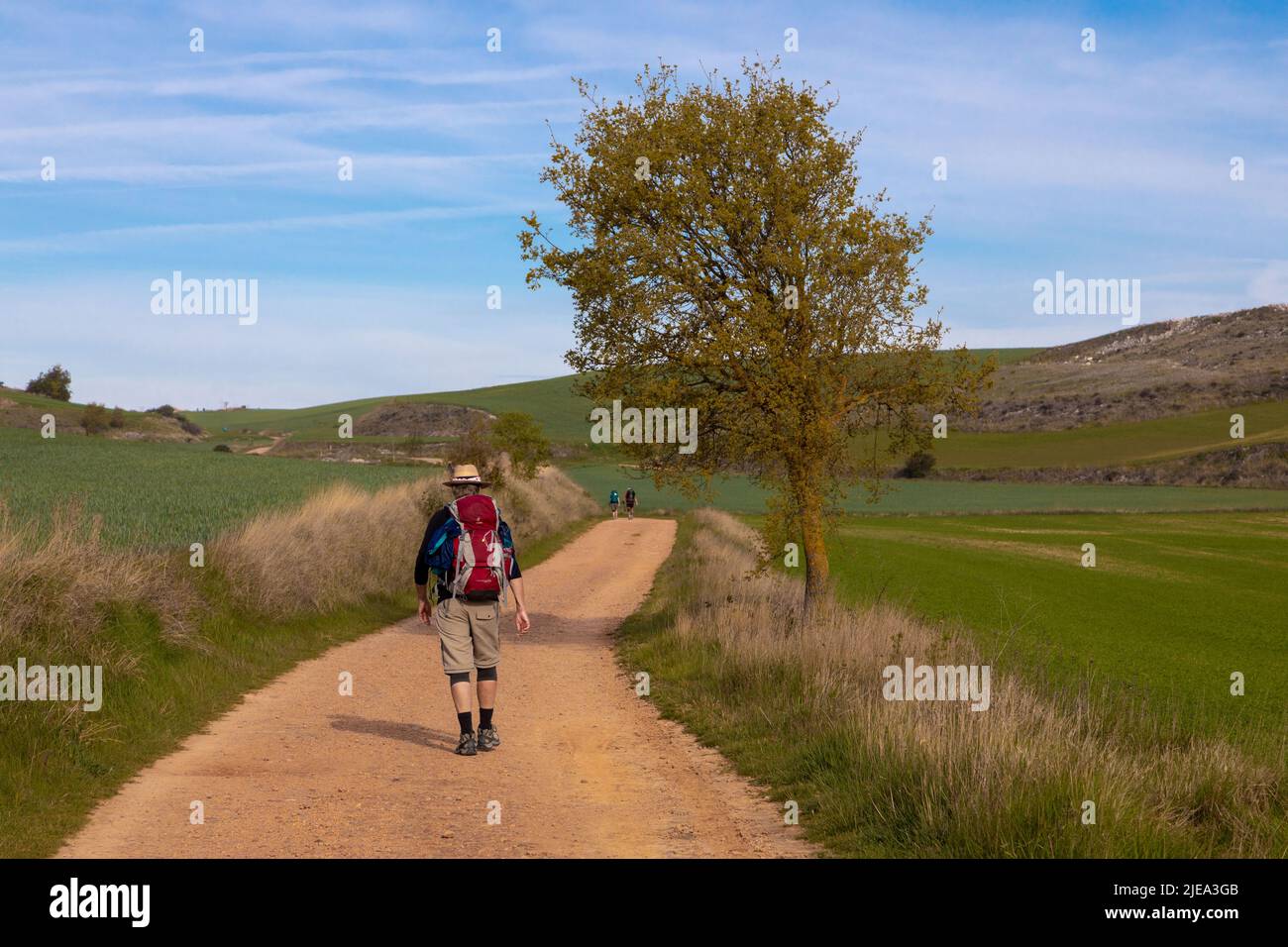 Un pellegrino solita cammina il Camino fino a Santiago de Compostela attraverso la campagna di Hornillos del Camino, Castiglia e Leon, Spagna Foto Stock