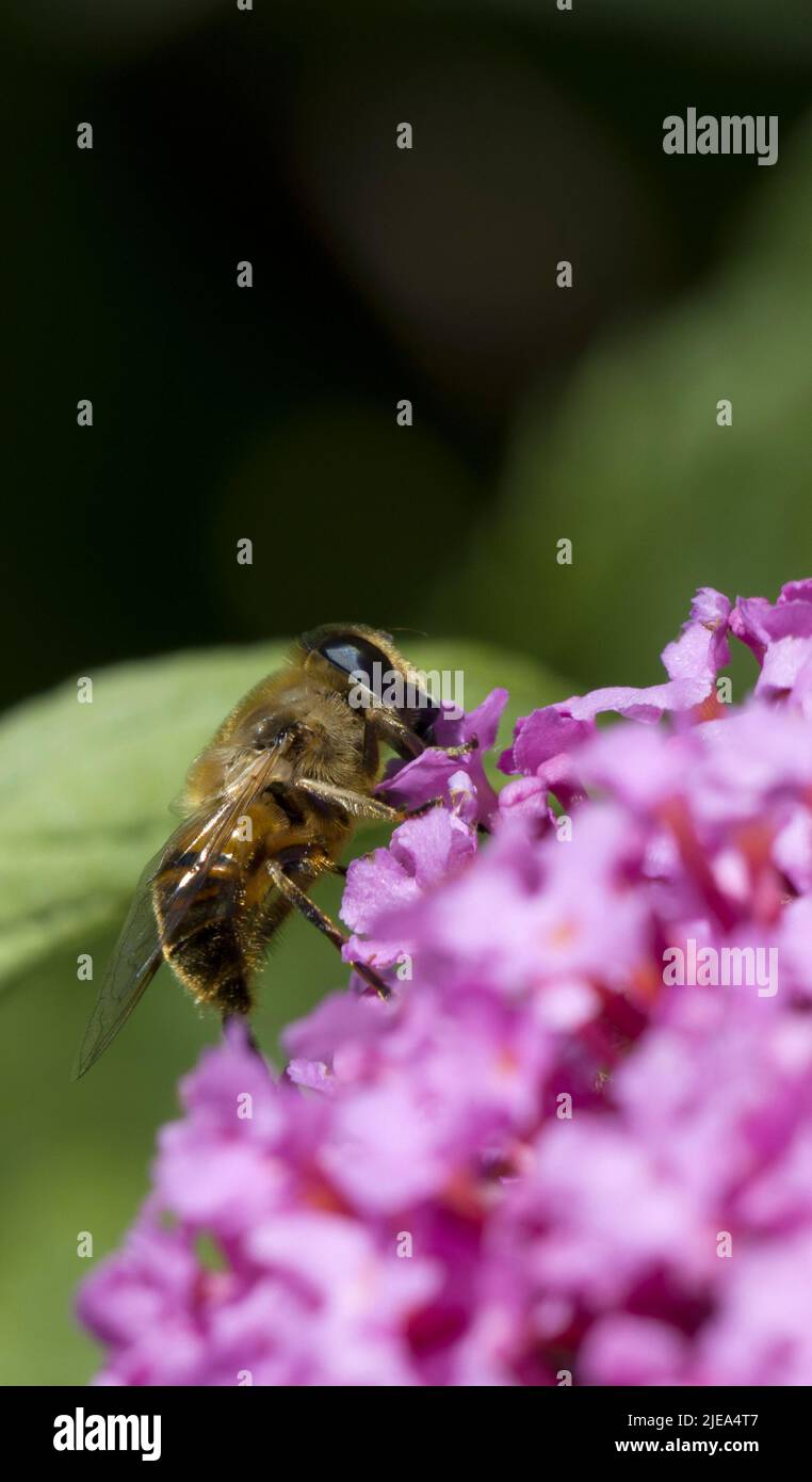 Myathropa florae Hoverfly True Flies raccolta Nectar da Pink Buddhleia Davidii Foto Stock