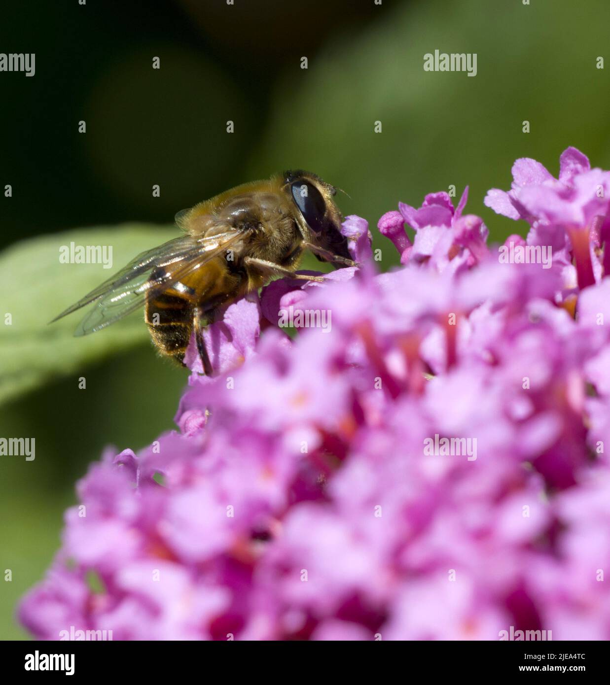 Myathropa florae Hoverfly True Flies raccolta Nectar da Pink Buddhleia Davidii Foto Stock