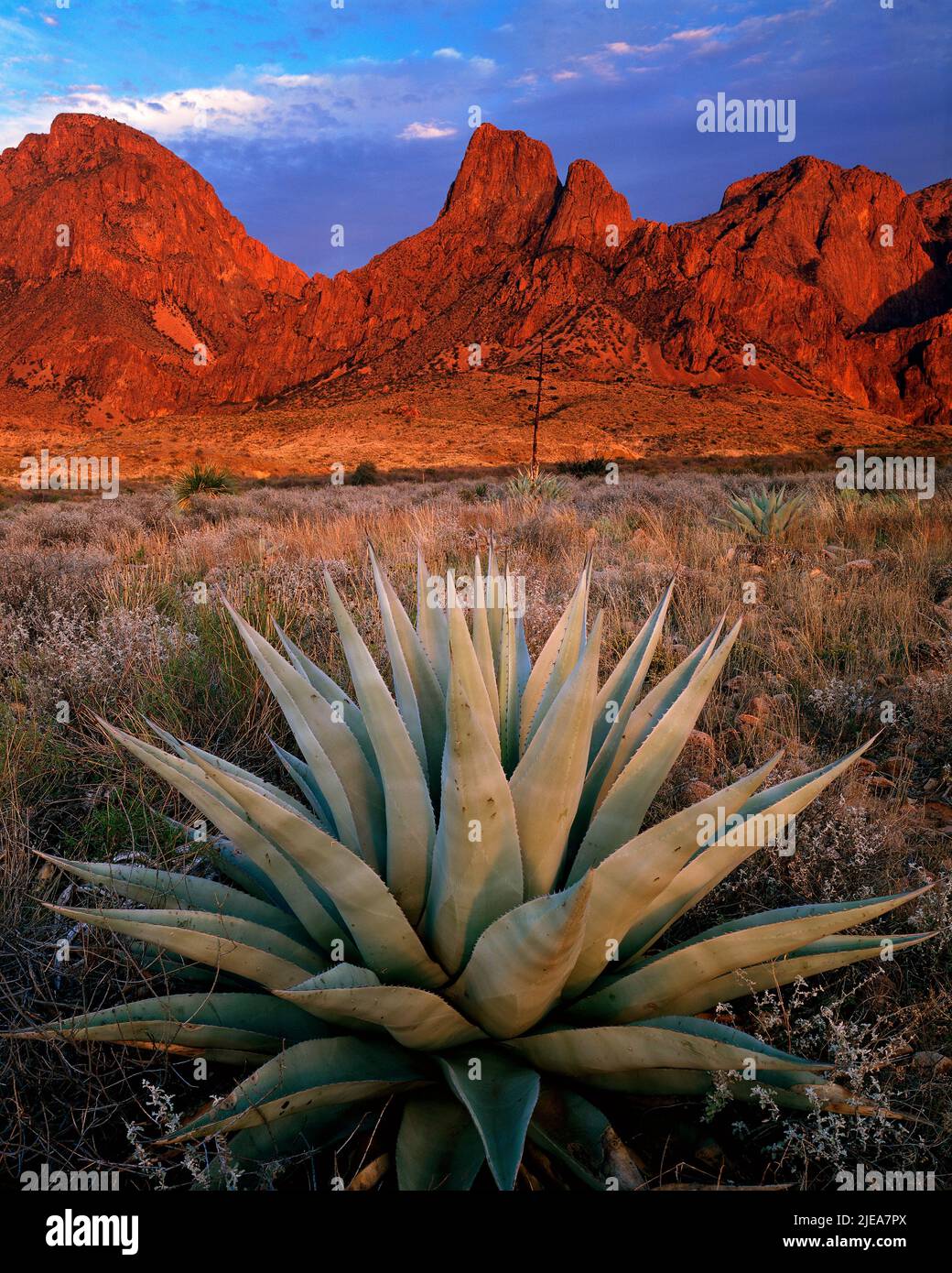 Tramonto, Chisos Mountains, Agave; Big Bend National Park, TX, USA, di Gary A Nelson/Dembinsky Photo Assoc Foto Stock