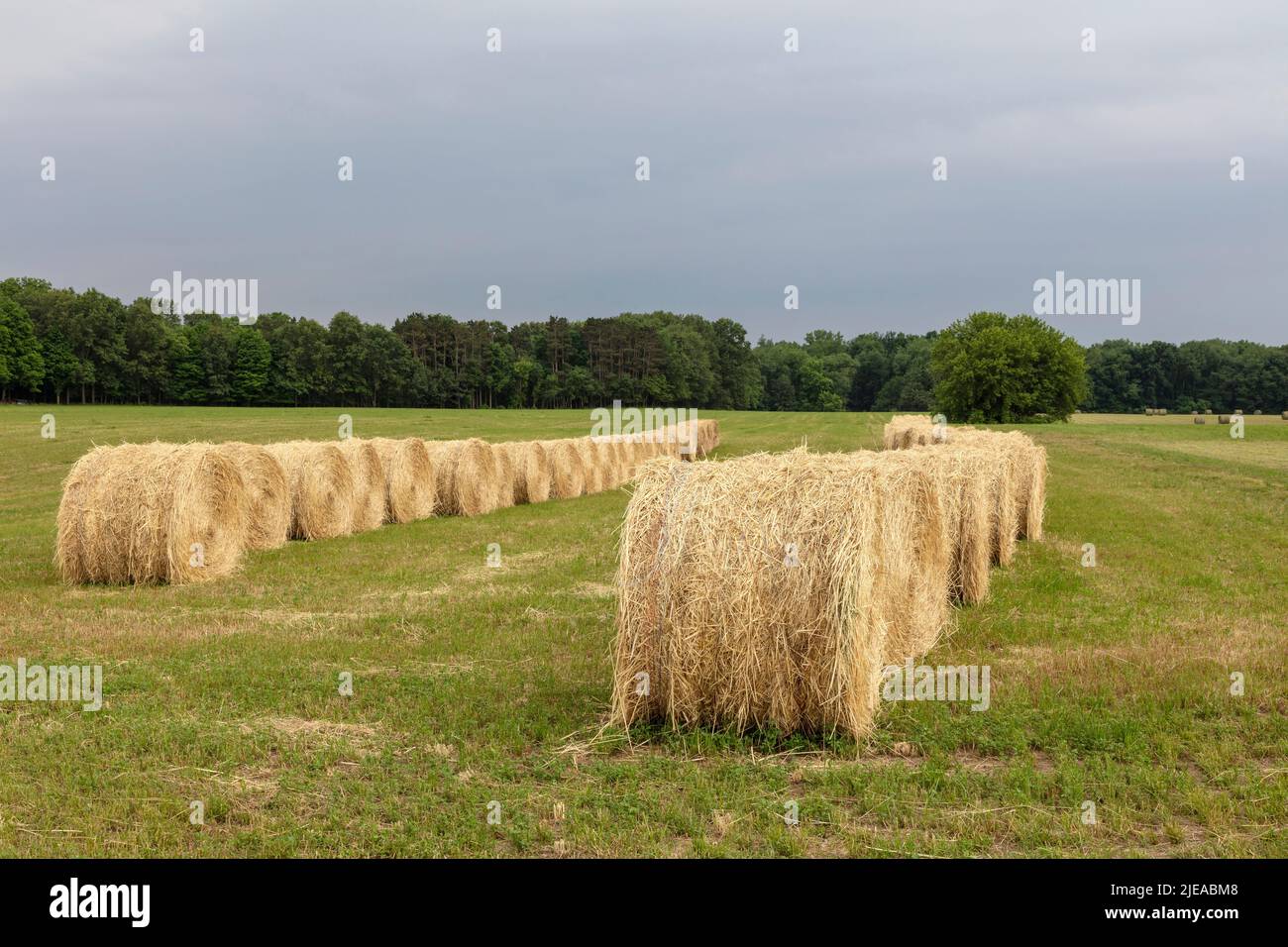 Balle rotolate fresche di Hay, Hay Field, e USA, di James D Coppinger/Dembinsky Photo Assoc Foto Stock