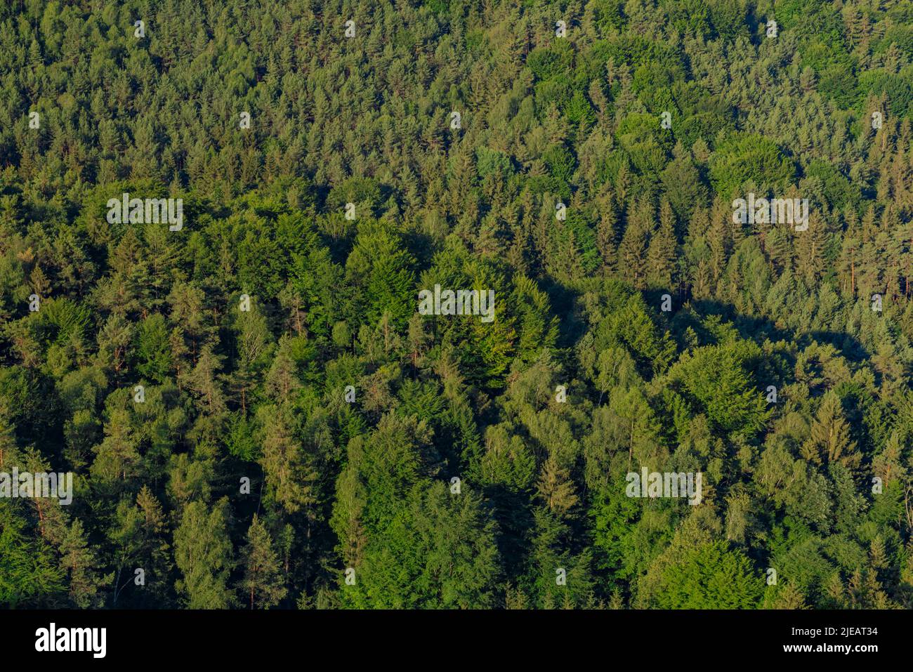 Kokorinsko zona con foreste profonde e rocce in estate caldo giorno di colore Foto Stock