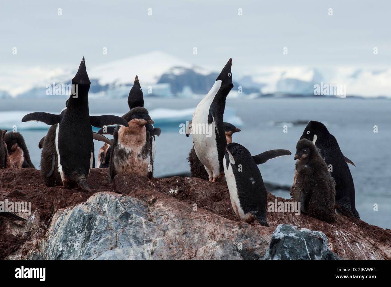 Pinguini e pulcini di Adelie sulle isole Yalour nella penisola antartica Foto Stock