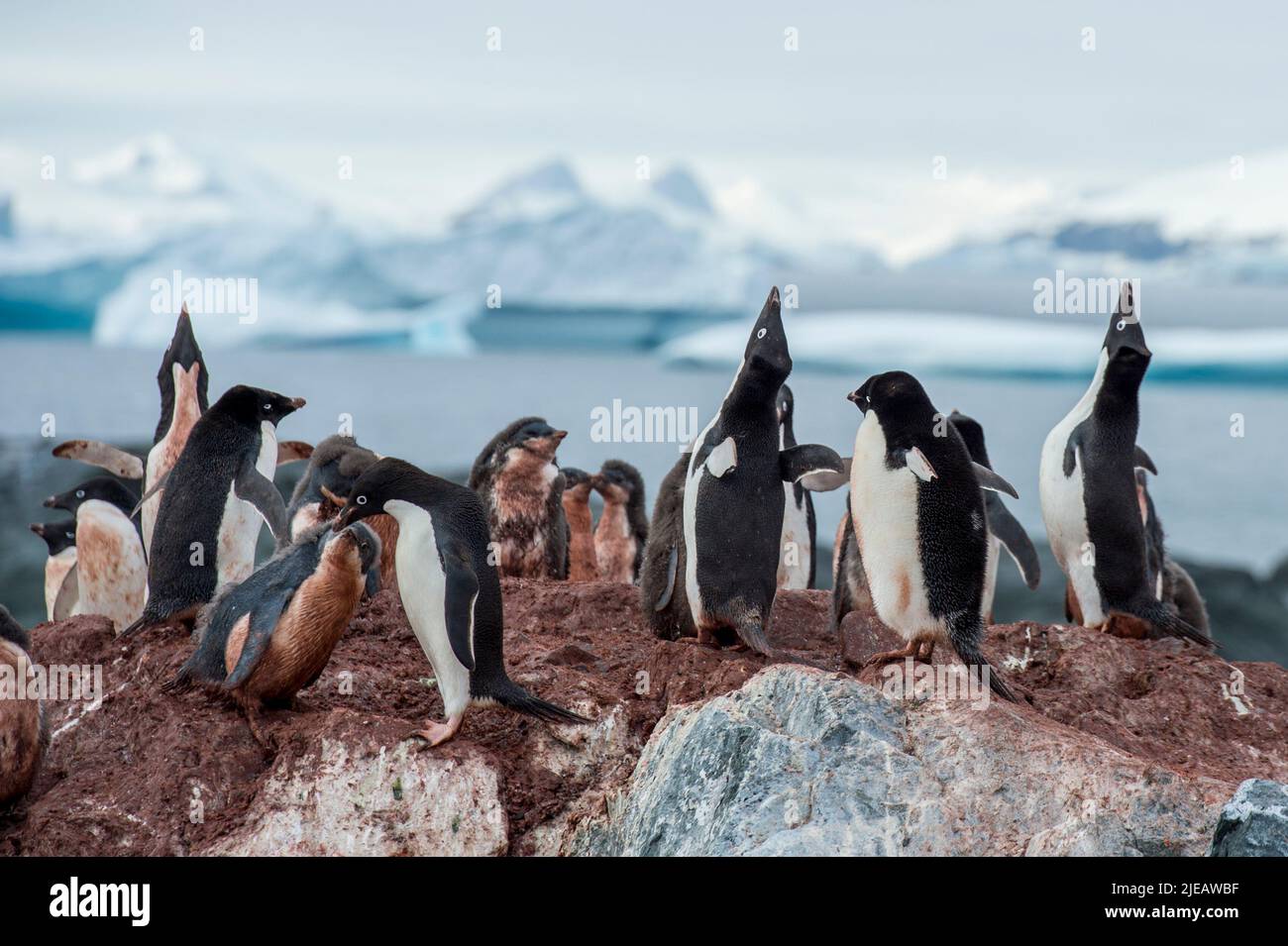 Pinguini e pulcini di Adelie sulle isole Yalour nella penisola antartica Foto Stock