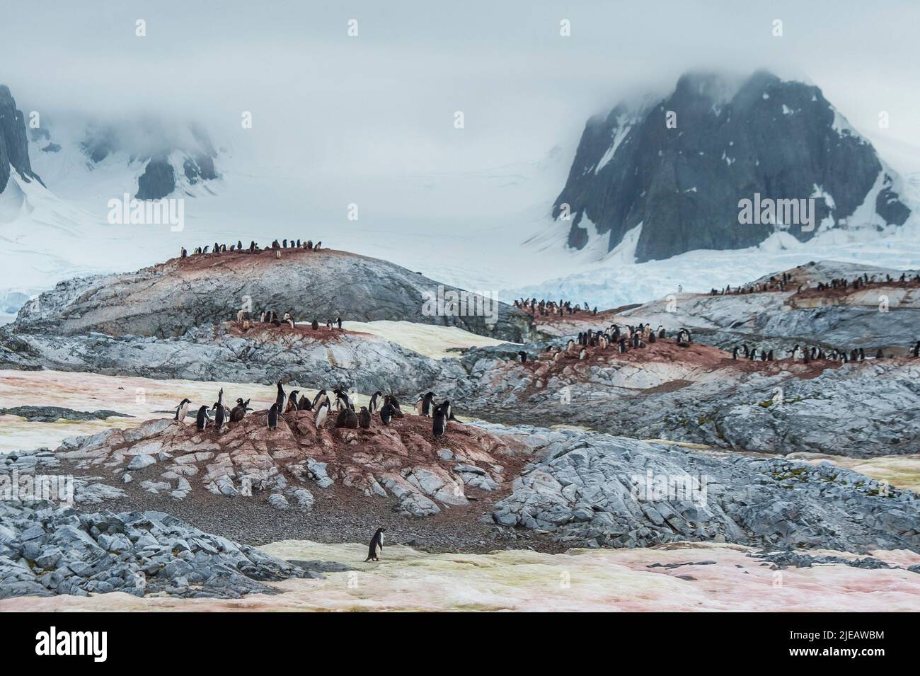 Pinguini e pulcini di Adelie sulle isole Yalour nella penisola antartica Foto Stock