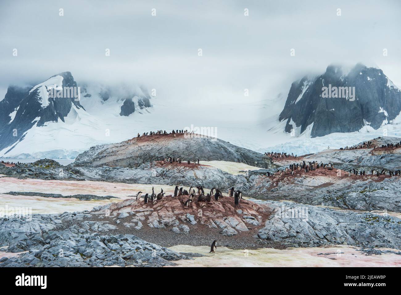 Pinguini e pulcini di Adelie sulle isole Yalour nella penisola antartica Foto Stock