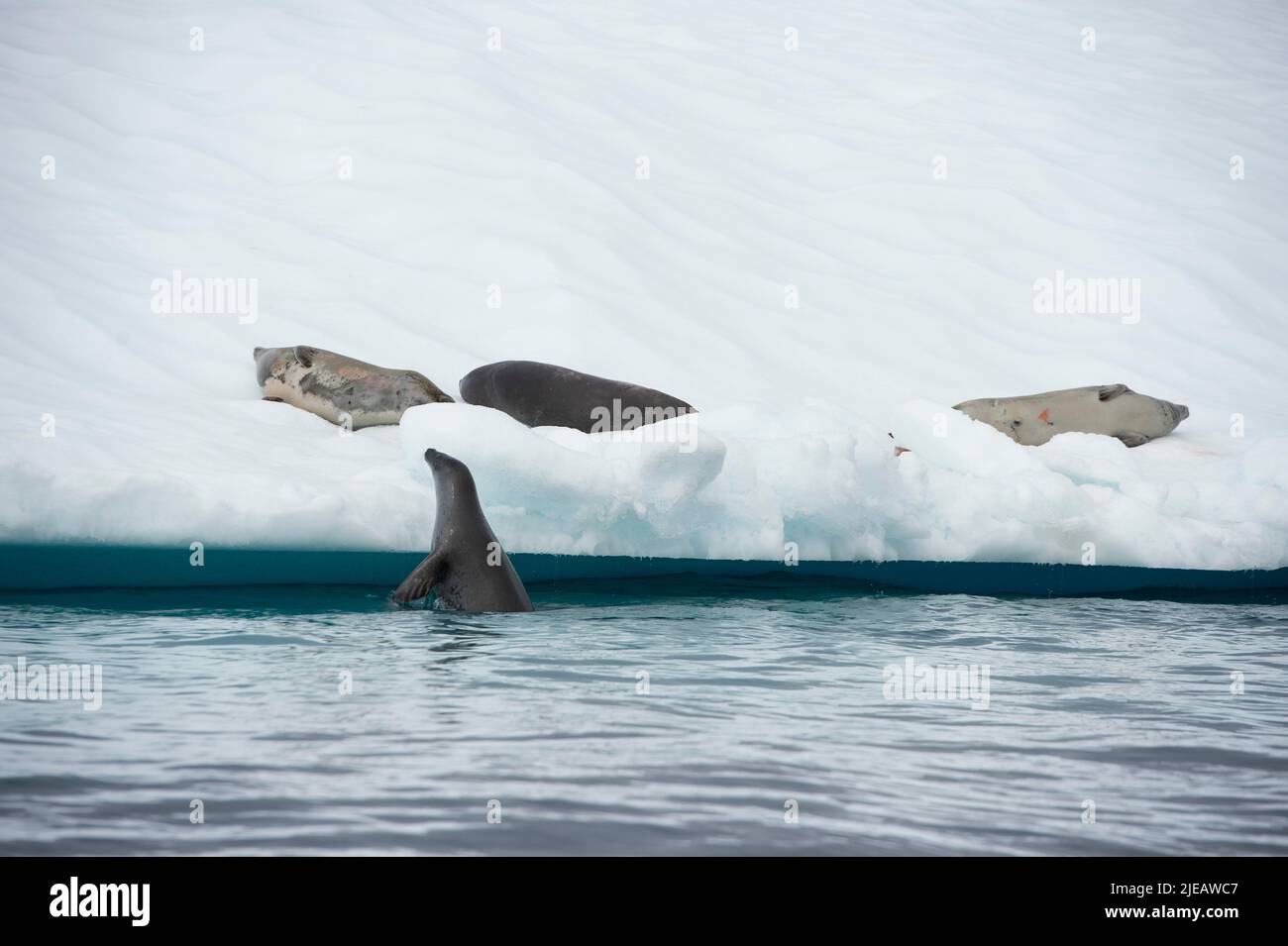 Le foche del Crabbeater su un Iceberg vicino alla penisola antartica delle Isole Yalour Foto Stock