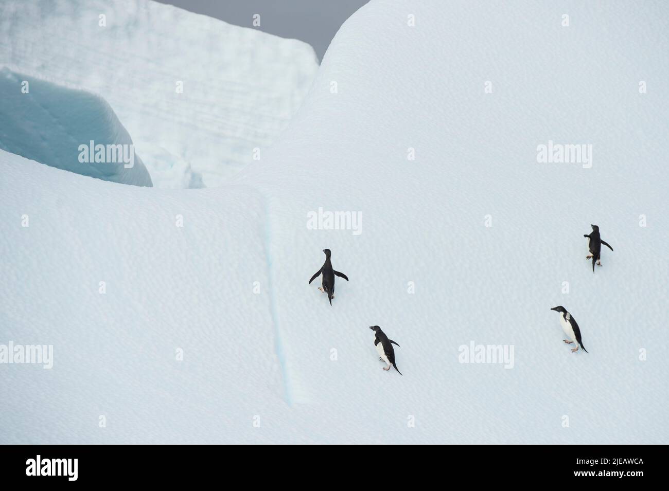 Pinguini di Adelie su un iceberg vicino alle isole Yalour nella penisola antartica Foto Stock
