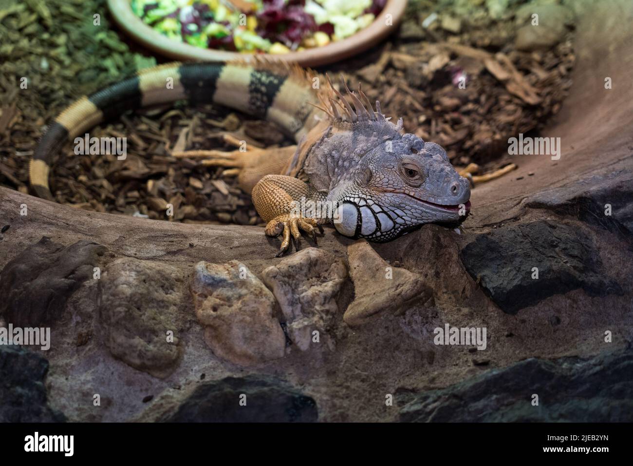 Iguana verde Foto Stock