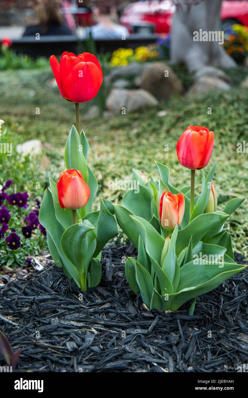 Tulipani e altri annuali co.ming up in primavera in pacciame scuro aiuole di fiori Foto Stock