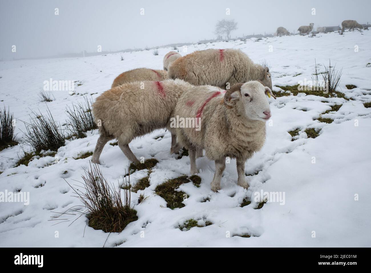 pecore d'inverno vicino al bacino idrico di digley, holmfirth Foto Stock