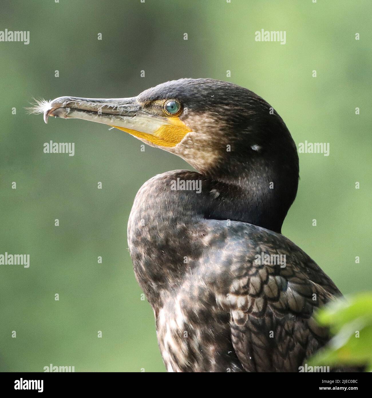 Cormorano giovanile a Rhodes Fishing Lodges, Middleton Foto Stock