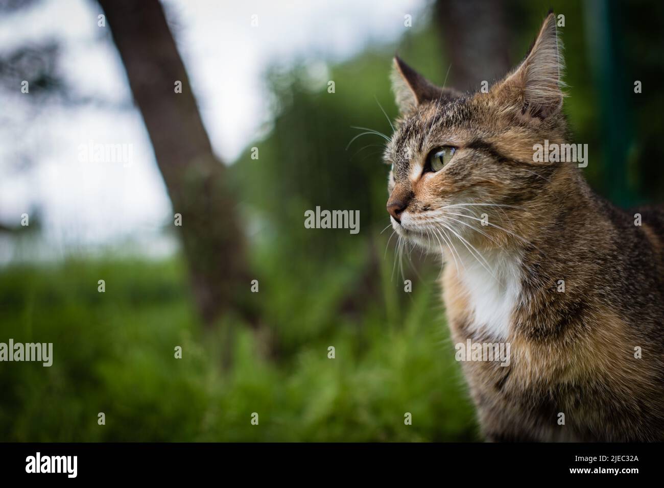 Un gatto a righe guarda in lontananza in campagna in una giornata di sole estiva. Un bellissimo animale domestico Foto Stock