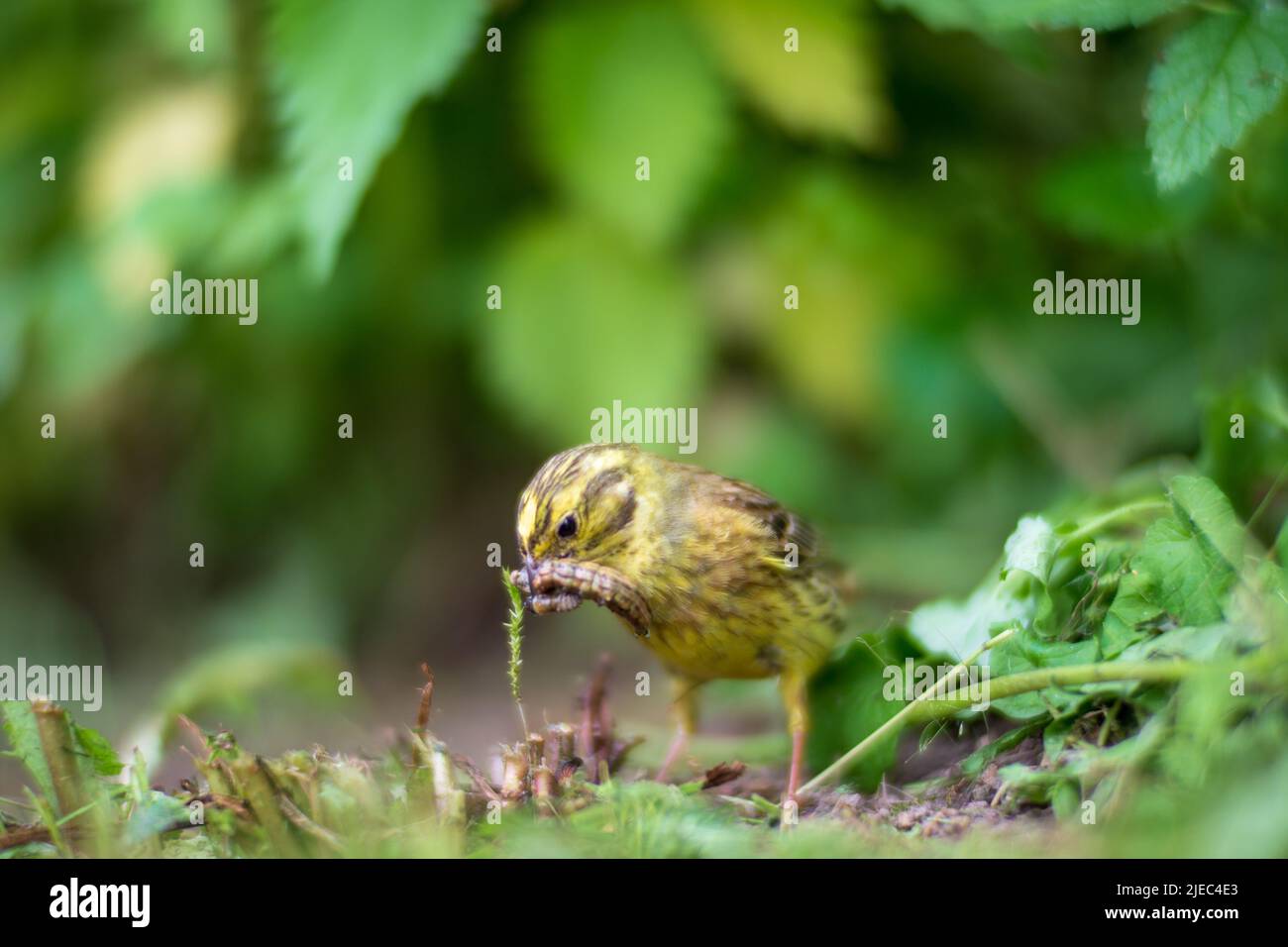 Un fuoco selettivo di giallo con sfondo verde in giardino. L'uccello piccolo raccoglie gli insetti per alimentare i pulcini Foto Stock