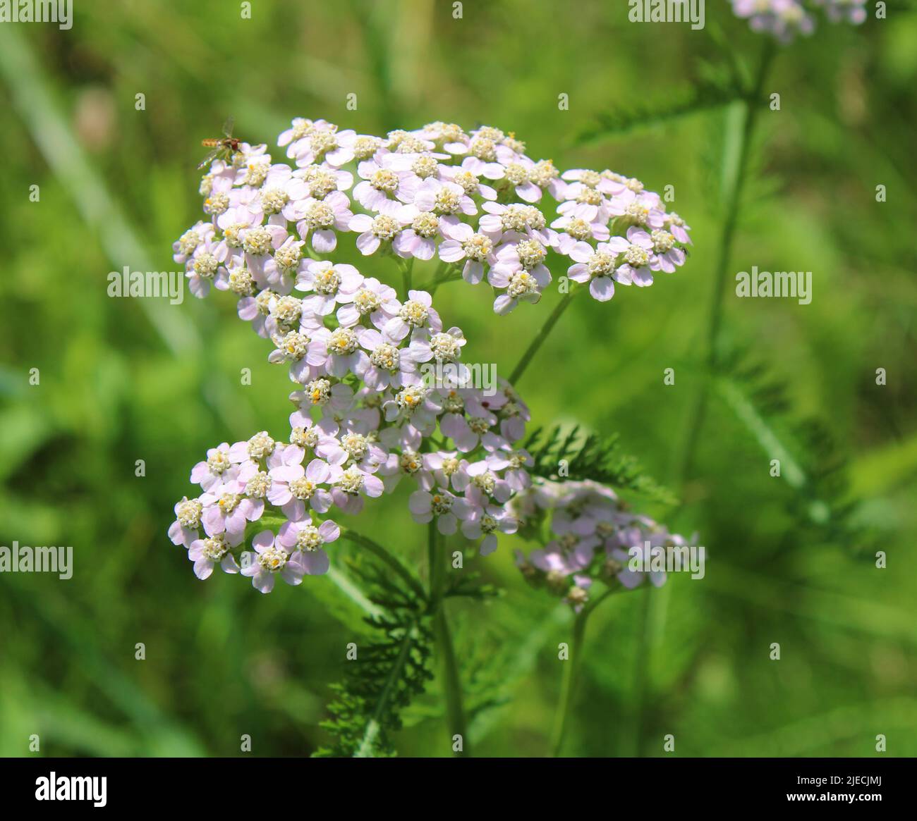 Un Closeup su una variante pallido rosa di Wild White Yarrow Foto Stock