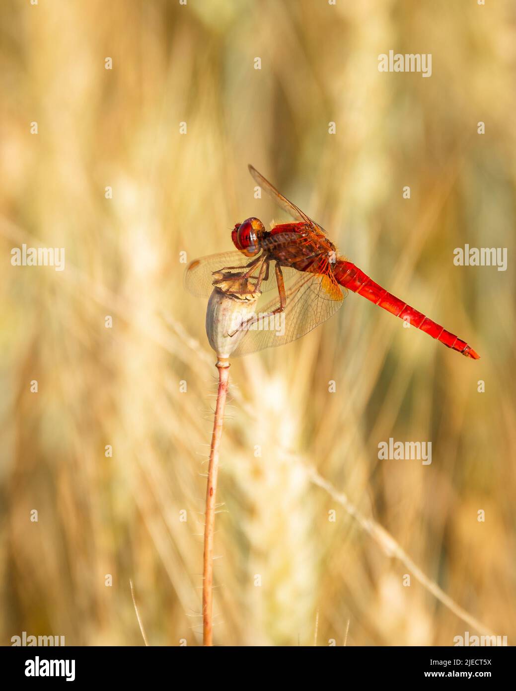 Scarlatto libellula (Crocothemis eritraea) su un papavero in un campo di grano Foto Stock
