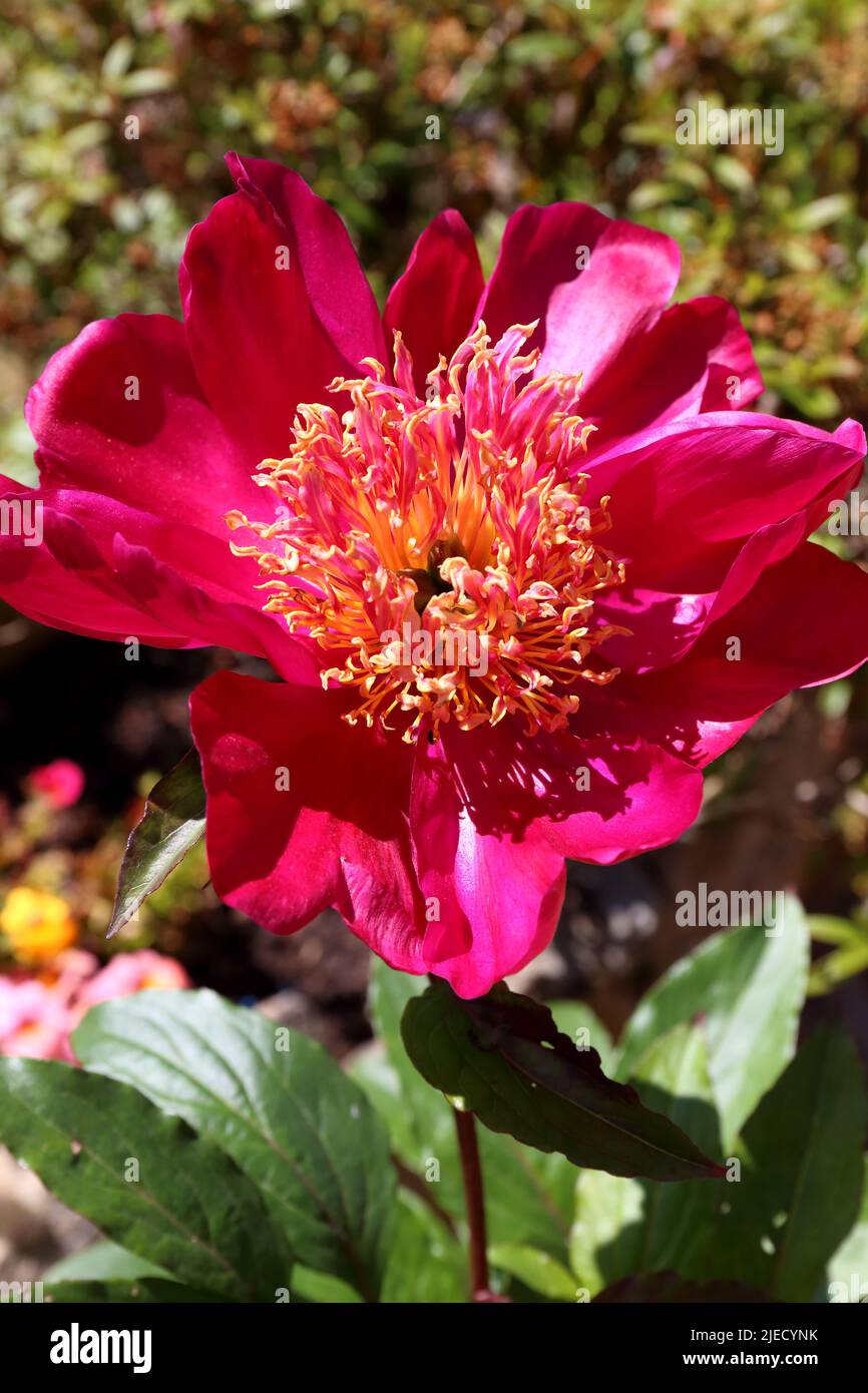 Peony Flower 'Cuckoo's Nest'. Foto Stock