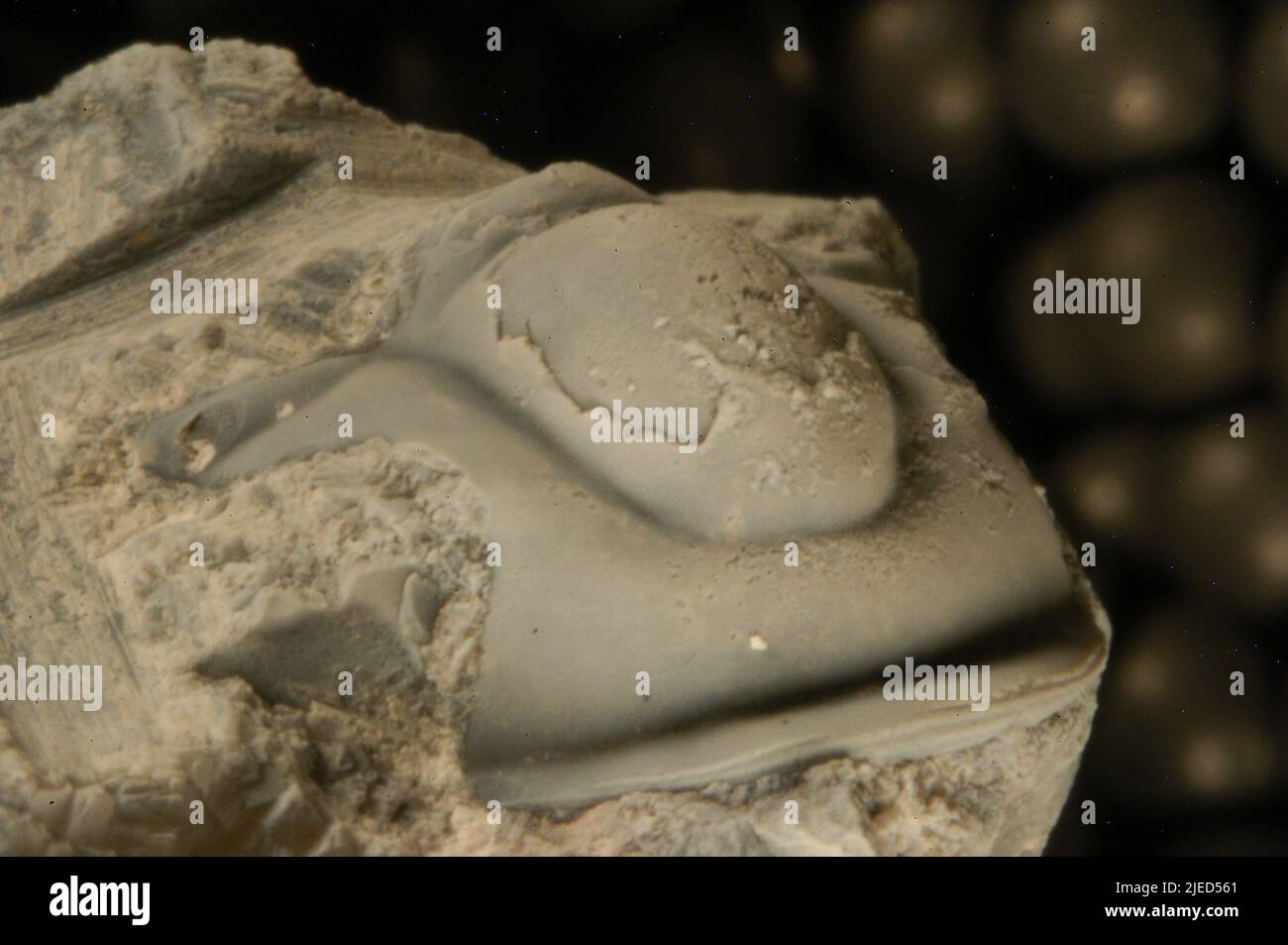 Dellea butlerensis Frederickson. Foto Stock