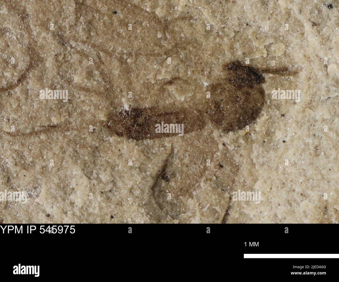 taxon indeterminato. Foto Stock