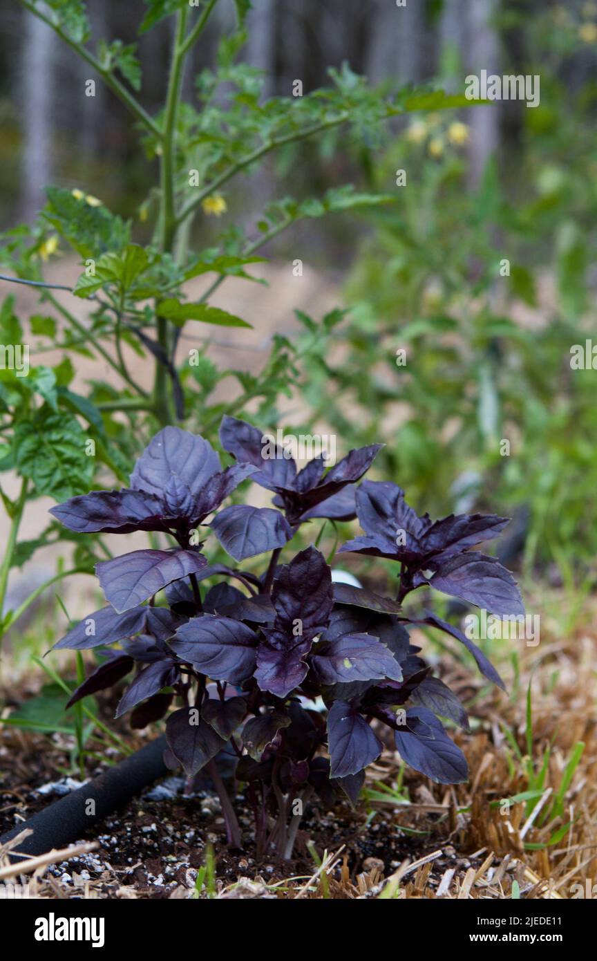 Una fotografia verticale di piante di basilico viola e pomodoro in un giardino di paglia balla. Foto Stock