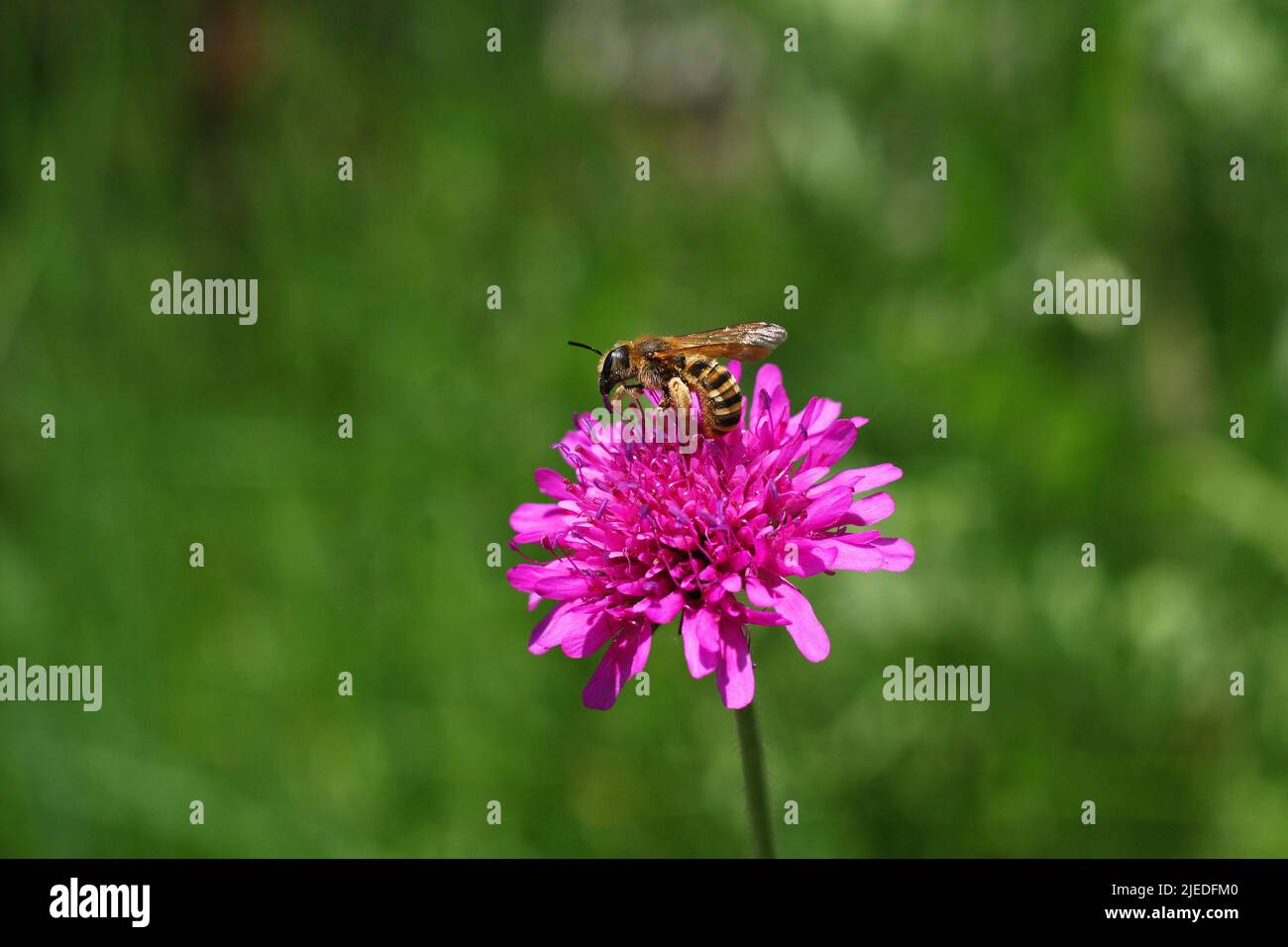 L'ape impollinando fiore viola scabious. L'ape sta raccogliendo il nettare dal fiore di rosa di Gypsy. Fiore di pianta di Knautia arvensis. Copia spazio.fuoco su fiore Foto Stock