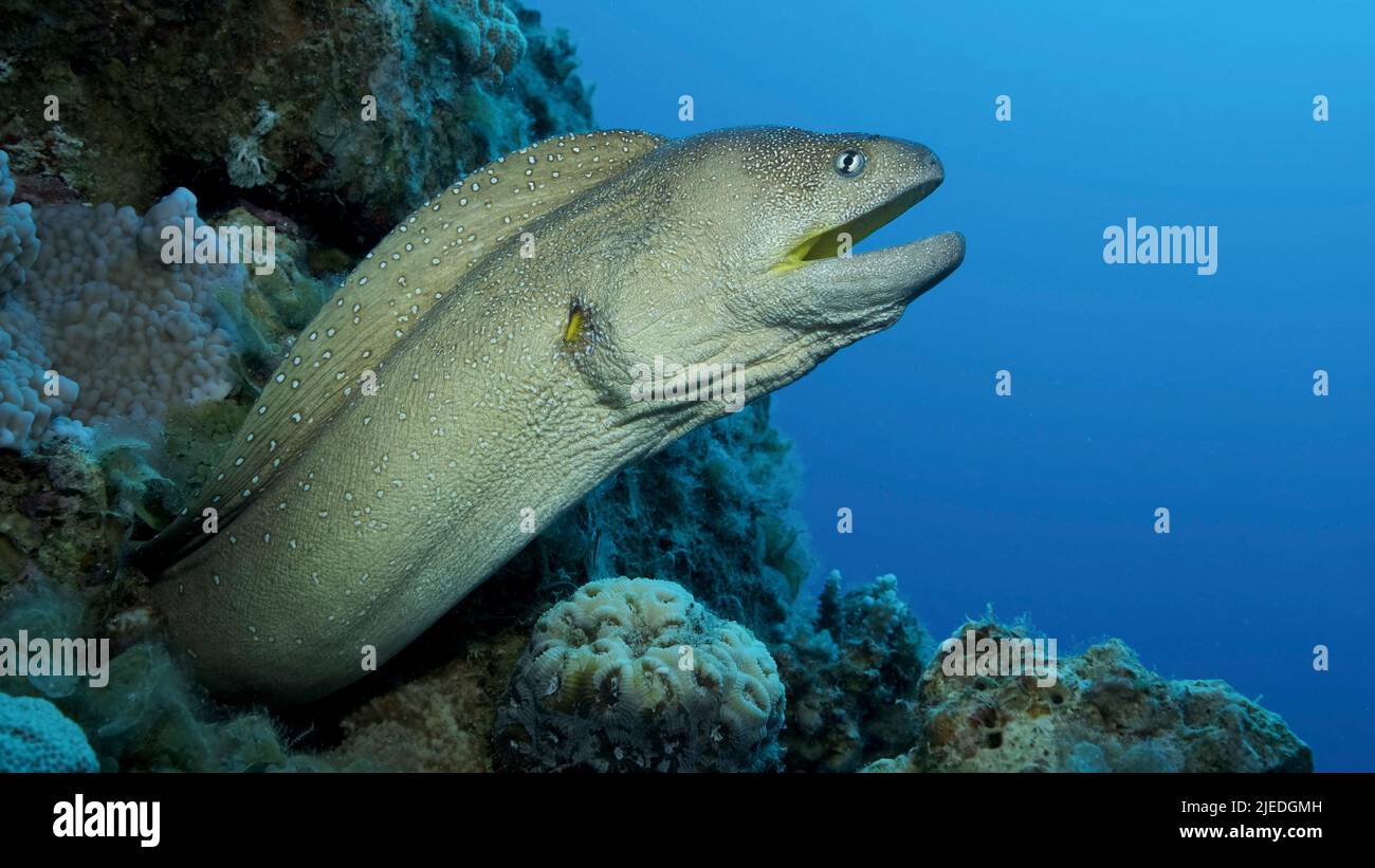 Mar Rosso, Egitto. 26th giugno 2022. Primo piano ritratto di Moray con bocca aperta sbucciate dal suo nascondiglio. Moray Eel dal bocca gialla (Gymnothorax nudivomer) Mar Rosso, Egitto (Credit Image: © Andrey Nekrasov/ZUMA Press Wire) Foto Stock