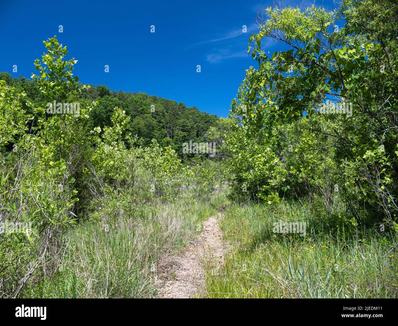 Sentiero per passeggiate presso il Johnson's Shut-Ins state Park Foto Stock
