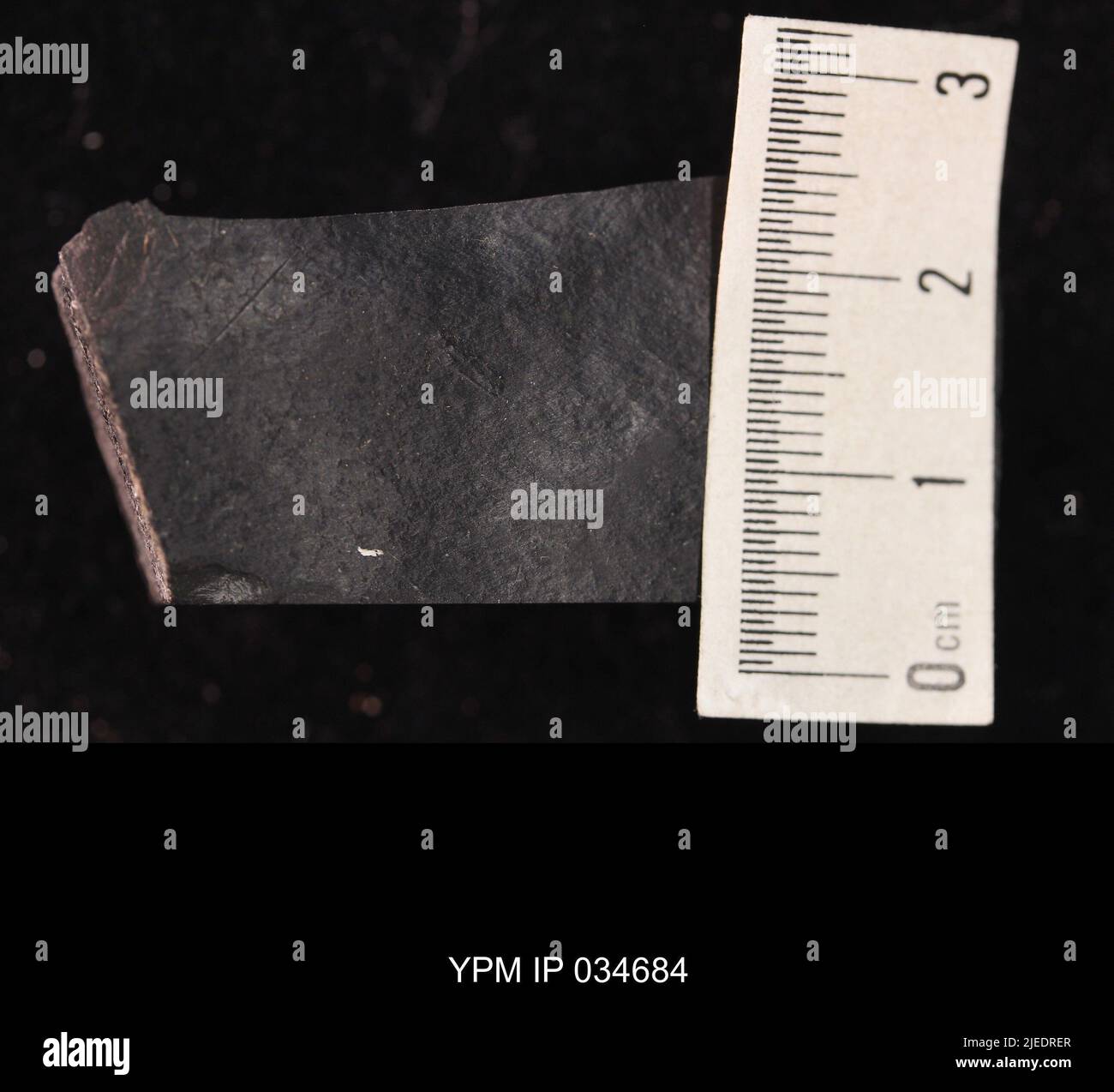 Esapoda. IPC.01194: Carolina del Nord. Rockingham County. Macerie dell'unità meteorologica b del ciclo CB1-2, 1000 piedi sopra la base del membro superiore di Cow Branch, cava principale di Solite Corporation, .5 mi N di Fitzgerald, e .5 mi WSW di Leaksville Junction, VA. Coll: Olsen, P. E., Salvia, R. ago 1975. Triassico tardo. DaN River GRP. Sezione vacca FM.; Foto Stock