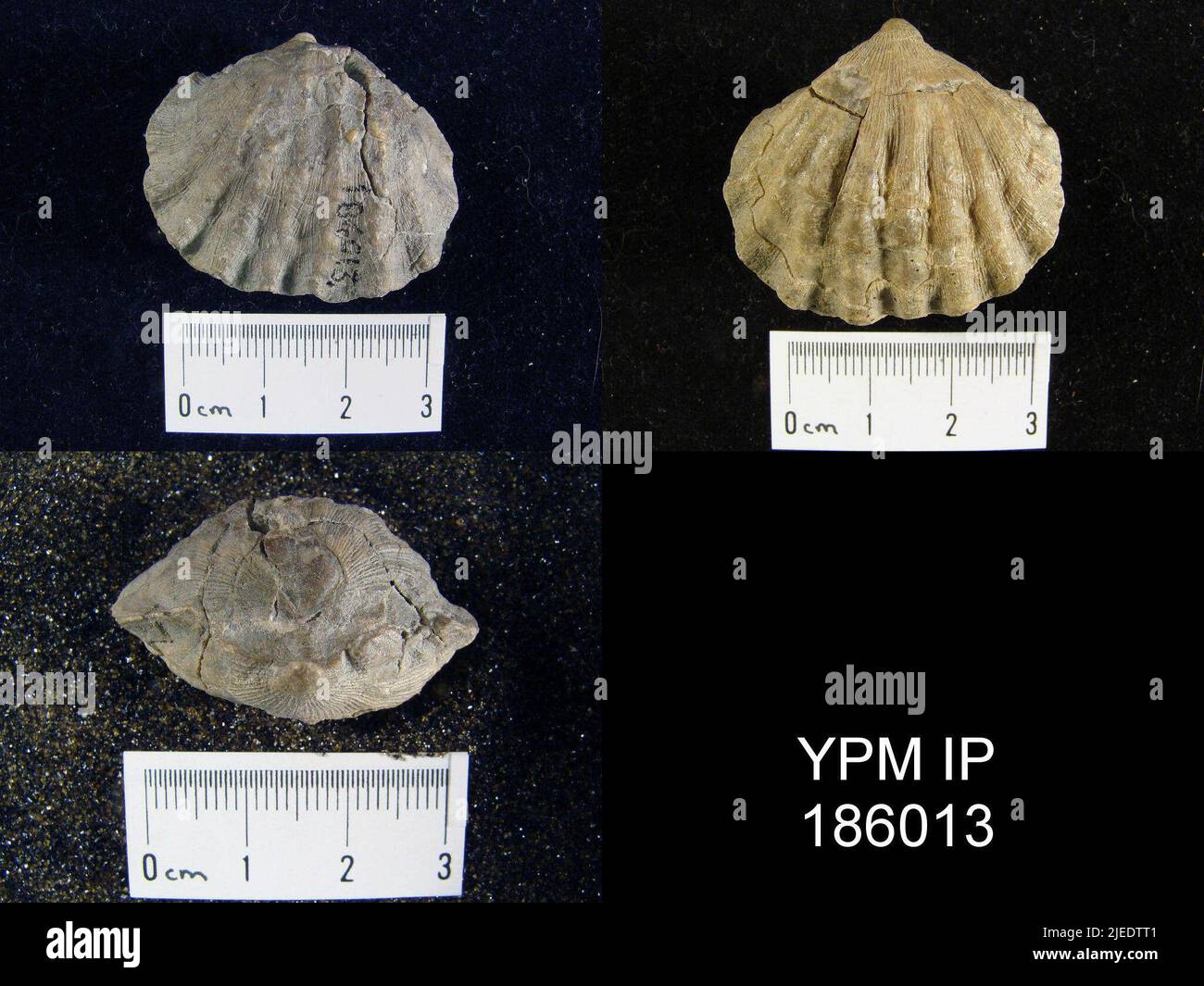 Meekella striatocostata (Cox). Foto Stock