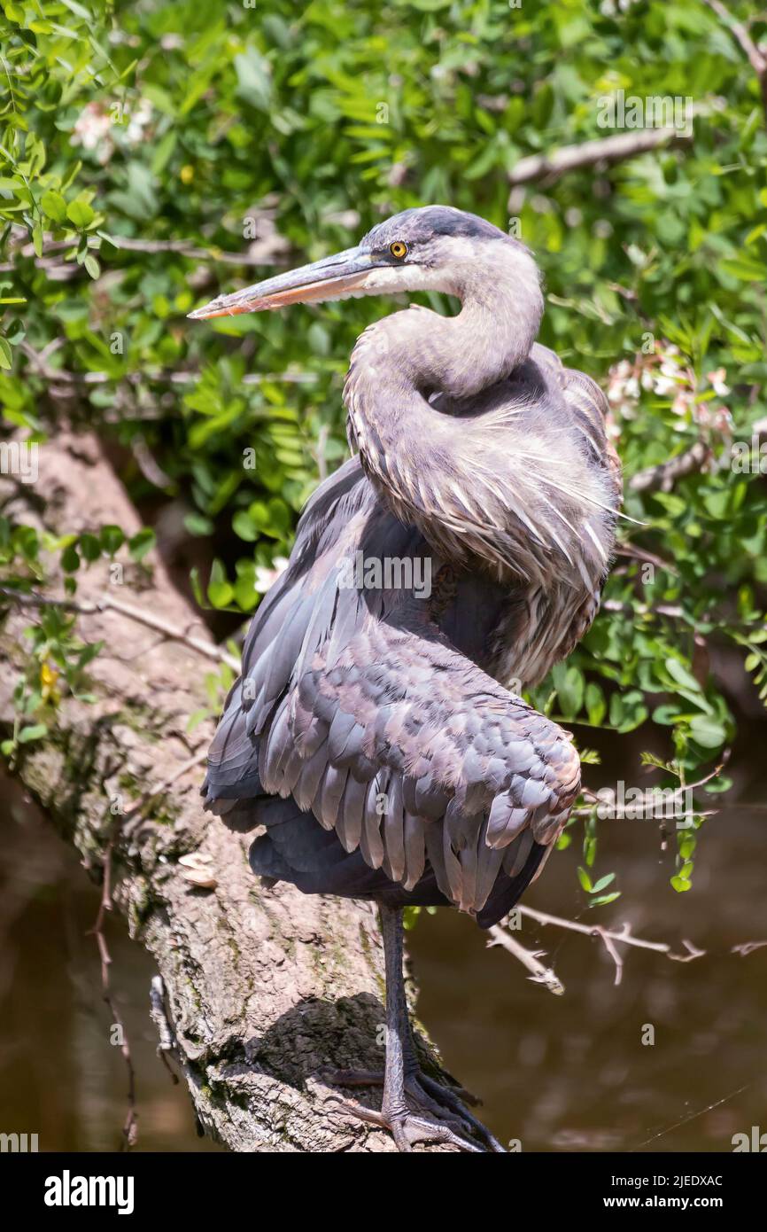 Grande Erone Blu intrecciato (Ardea herodias) poggiato su una gamba. Chesapeake e l'Ohio Canal National Historical Park. Maryland. USA Foto Stock