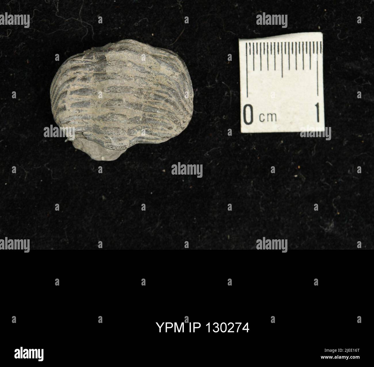 Eldredgeops rana (verde). Foto Stock