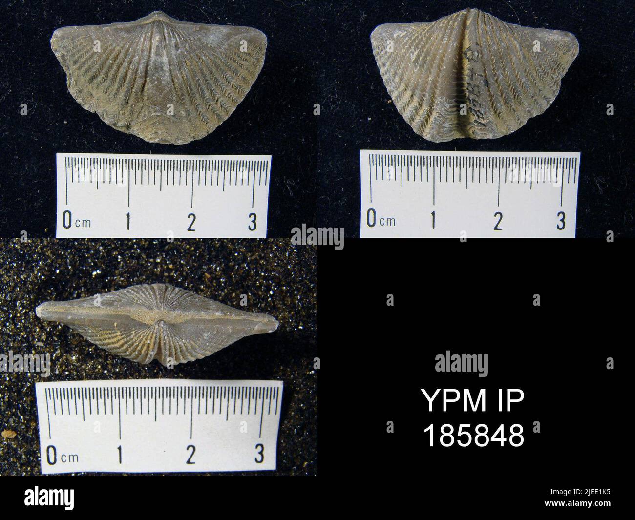 Mucrospirifer sp. Foto Stock