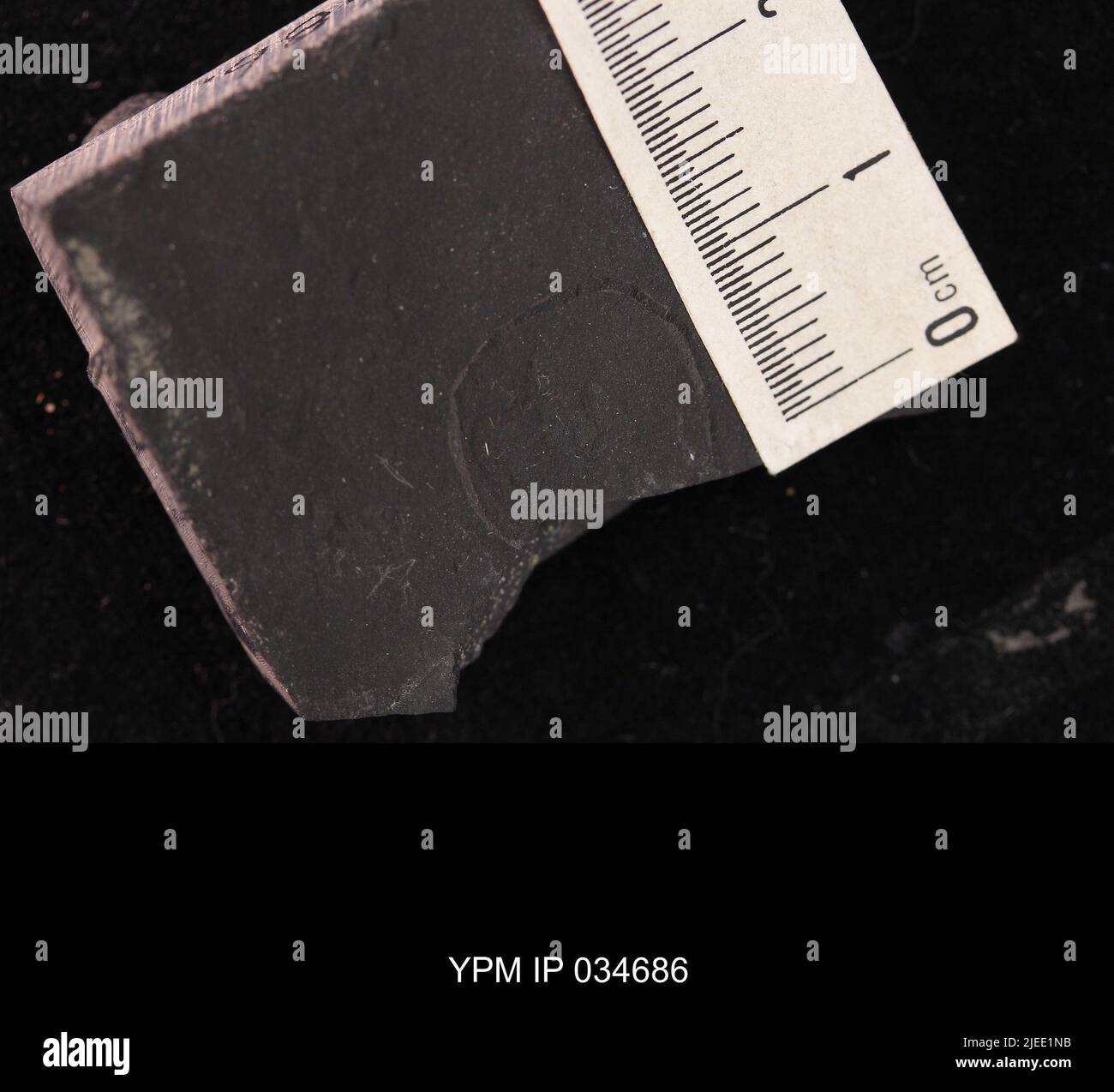 Coleoptera. IPC.01194: Carolina del Nord. Rockingham County. Macerie dell'unità meteorologica b del ciclo CB1-2, 1000 piedi sopra la base del membro superiore di Cow Branch, cava principale di Solite Corporation, .5 mi N di Fitzgerald, e .5 mi WSW di Leaksville Junction, VA. Coll: Olsen, P. E., Salvia, R. ago 1975. Triassico tardo. DaN River GRP. Sezione vacca FM.; Foto Stock