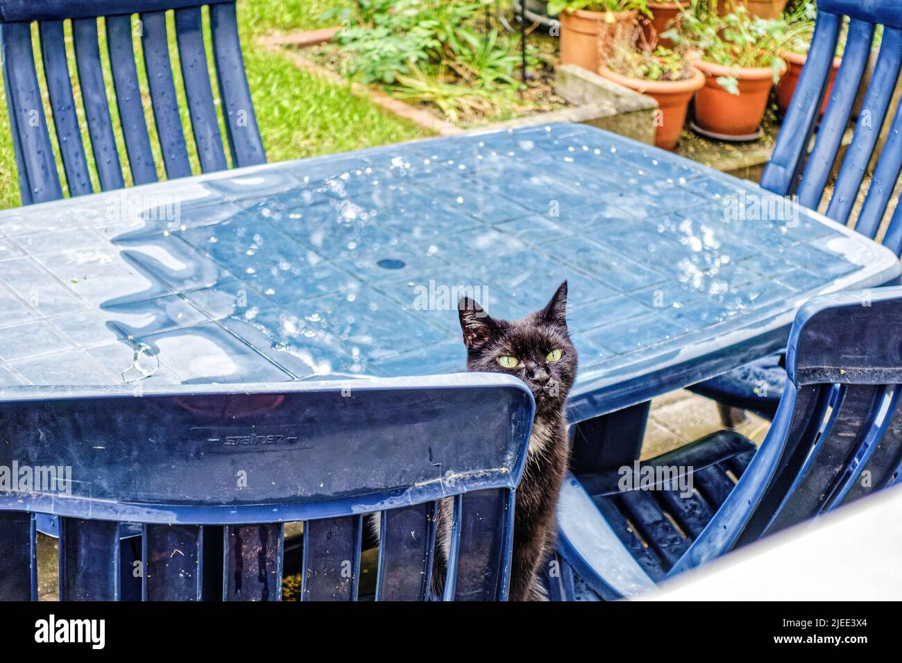 Kater Mufin im Fenster von Garten. Foto Stock