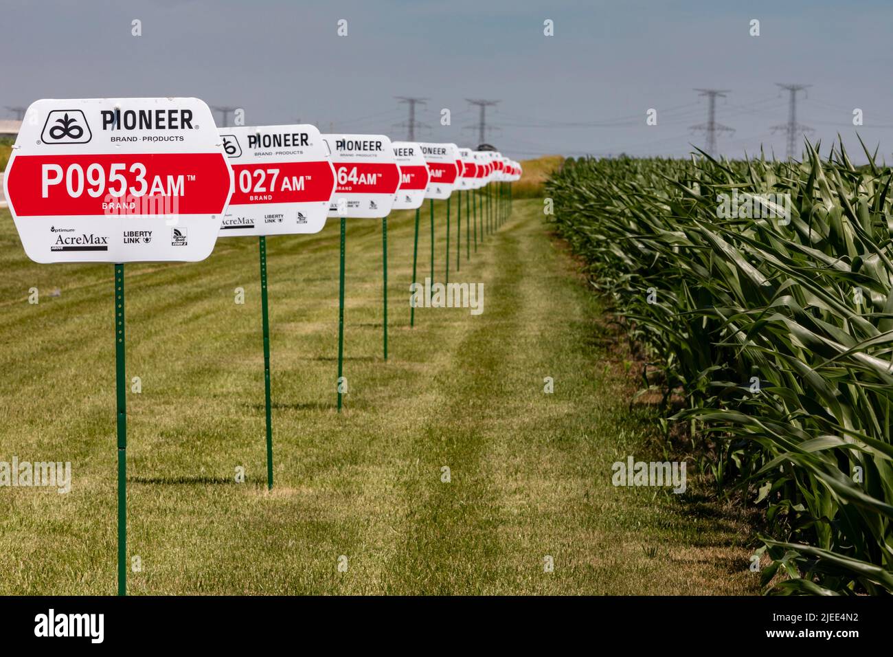 Eureka, Illinois - varietà di mais che crescono da semi prodotti da Pioneer, una società DuPont. Quasi tutto il mais coltivato negli Stati Uniti è genetico Foto Stock