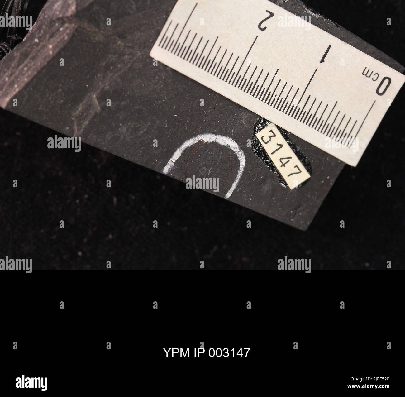 Belostomatidae. IPB.00594: Carolina del Nord. Rockingham County. Strato di insetti, unità b, ciclo CB1-2, cava CB1-2-D, 1000 piedi sopra la base del membro superiore di Cow Branch, cava principale di Solite Corporation, .5 mi N di Fitzgerald, e .5 mi WSW di Leaksville Junction, VA. [CB1-2-D]. Coll: Olsen, P. E., Broumbaugh, R. Jun 1975. Triassico tardo. DaN River GRP. Sezione vacca FM.; Foto Stock