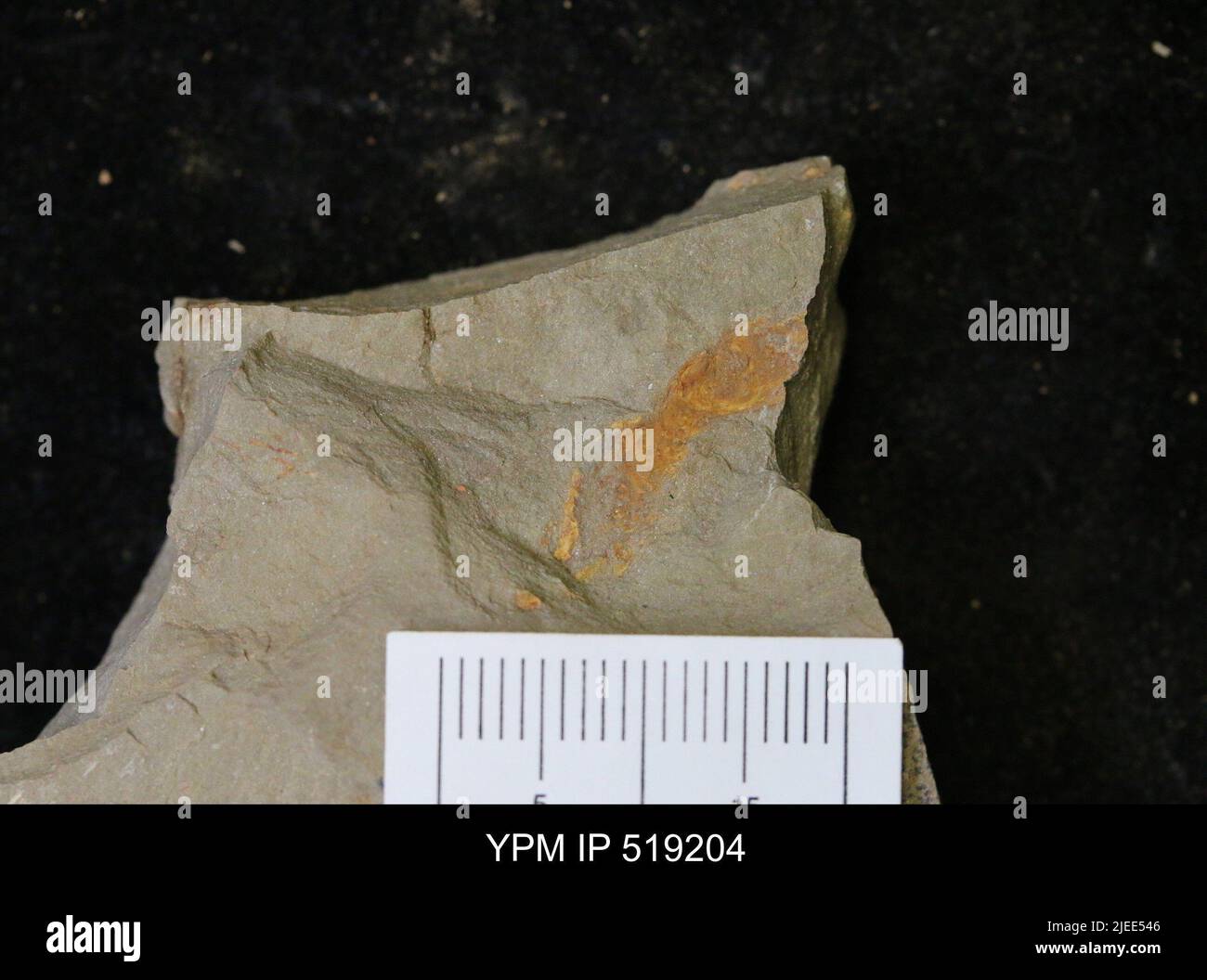 Animalia. Foto Stock