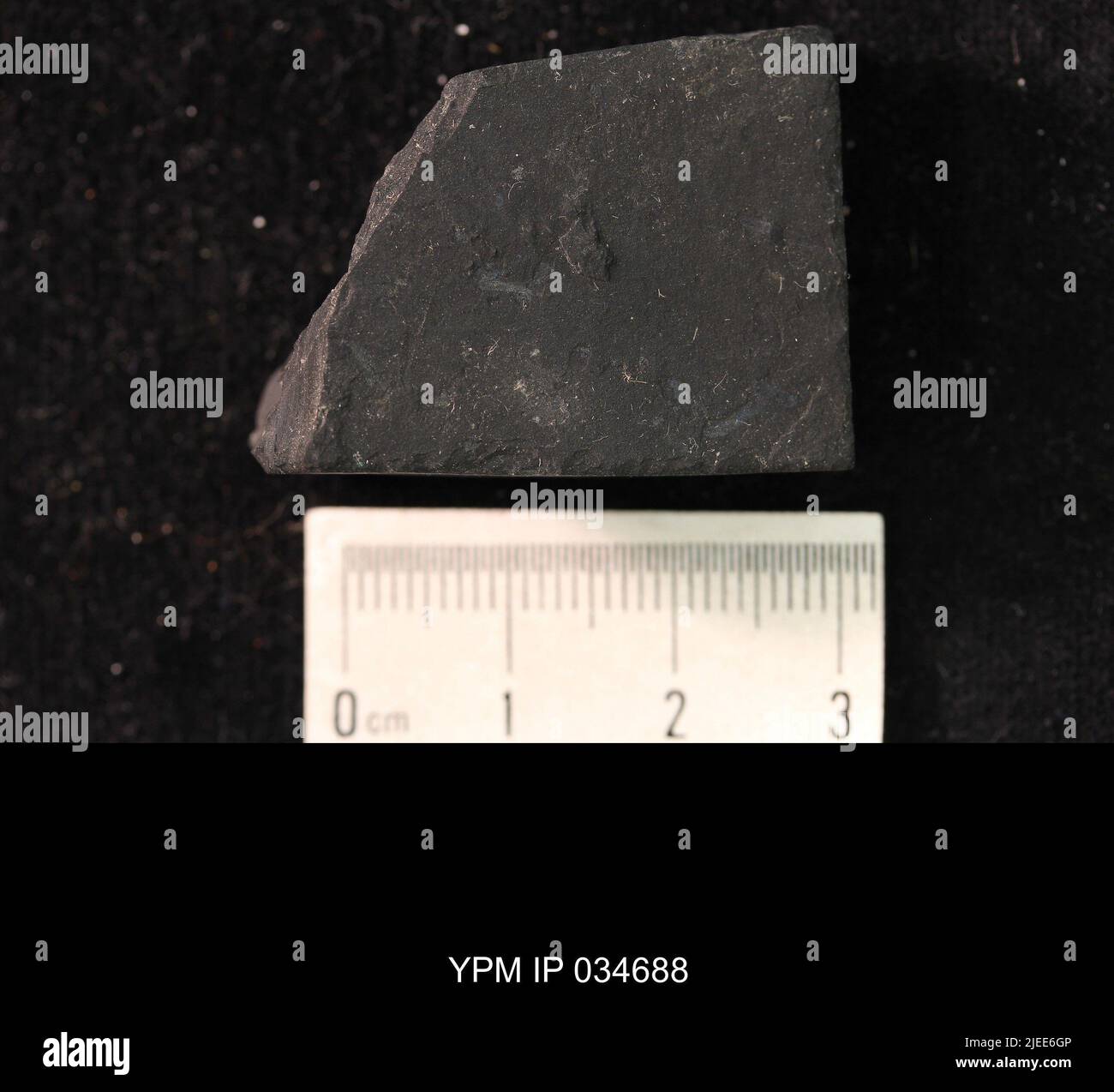Esapoda. IPC.01194: Carolina del Nord. Rockingham County. Macerie dell'unità meteorologica b del ciclo CB1-2, 1000 piedi sopra la base del membro superiore di Cow Branch, cava principale di Solite Corporation, .5 mi N di Fitzgerald, e .5 mi WSW di Leaksville Junction, VA. Coll: Olsen, P. E., Salvia, R. ago 1975. Triassico tardo. DaN River GRP. Sezione vacca FM.; Foto Stock