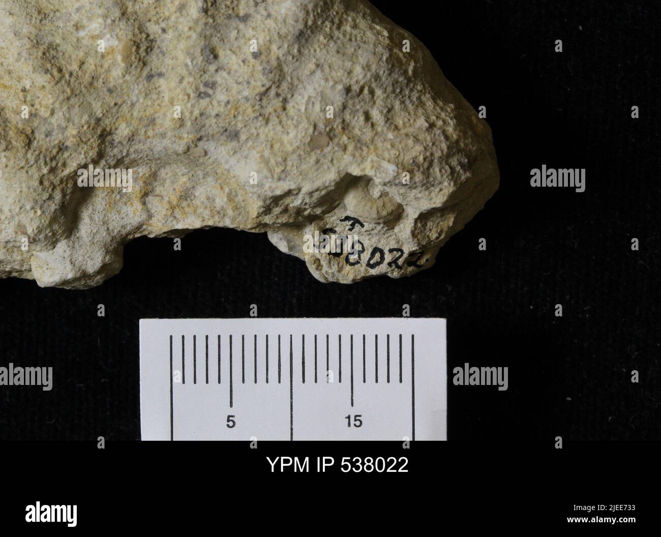 Turriliti sp. Foto Stock