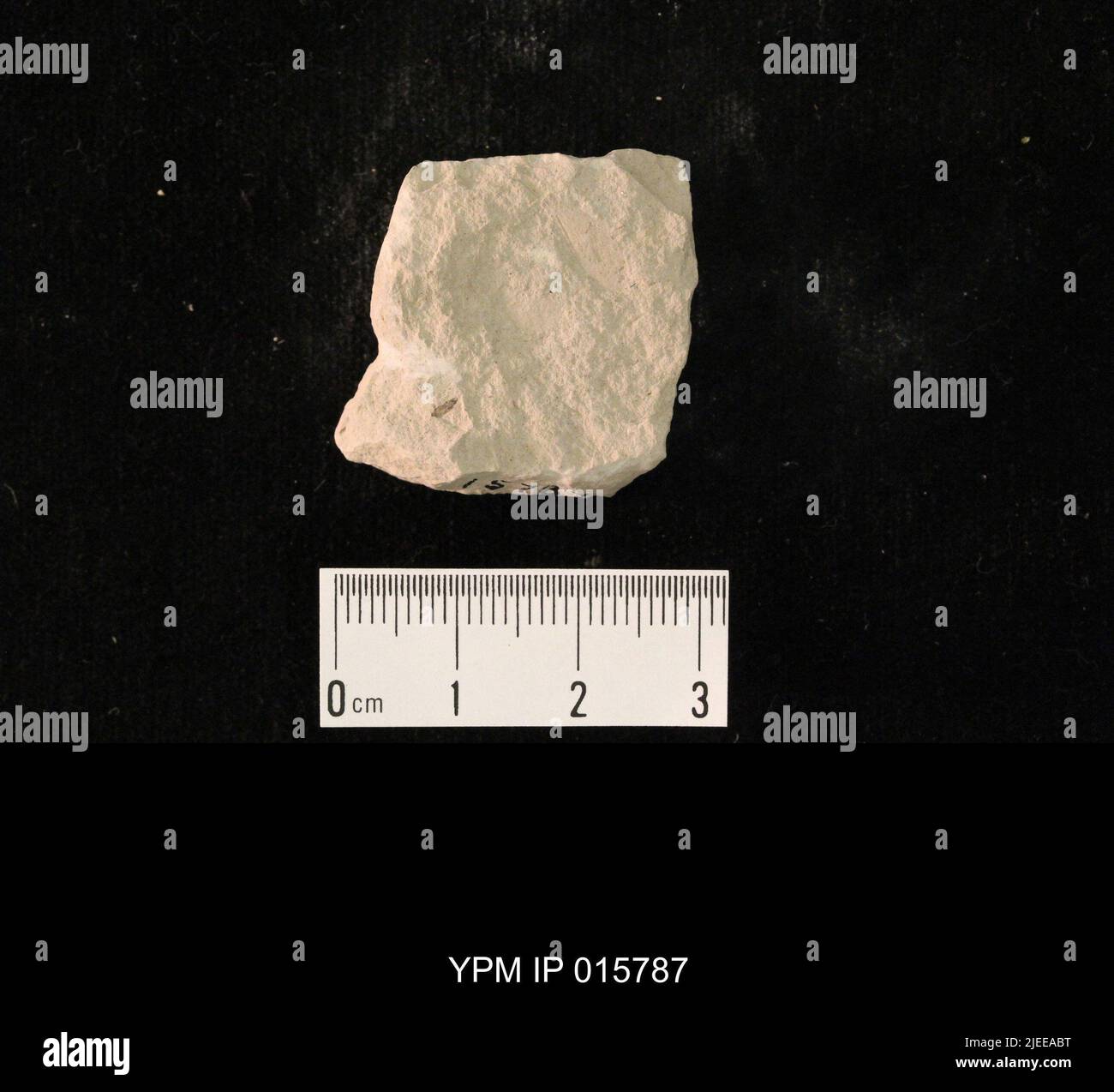 Probnis speciosa Sellards. IPB.05168: Kansas. Contea di Dickinson. Elmo. Letti di insetto superiore 2 in N strada tagliata, 20-100 piedi W di culvert, & letto di insetto inferiore, in disegno circa 600 piedi un po 'W di N di quel taglio, 3 mi S & .7 mi e di crocevia a se cor. Di Elmo. [E-101; 3496/C]. Coll: Dunbar, C. O. 1921. Primo Permiano. GRP Sumner Wellington, FM. Elmo LS MBR.; Foto Stock