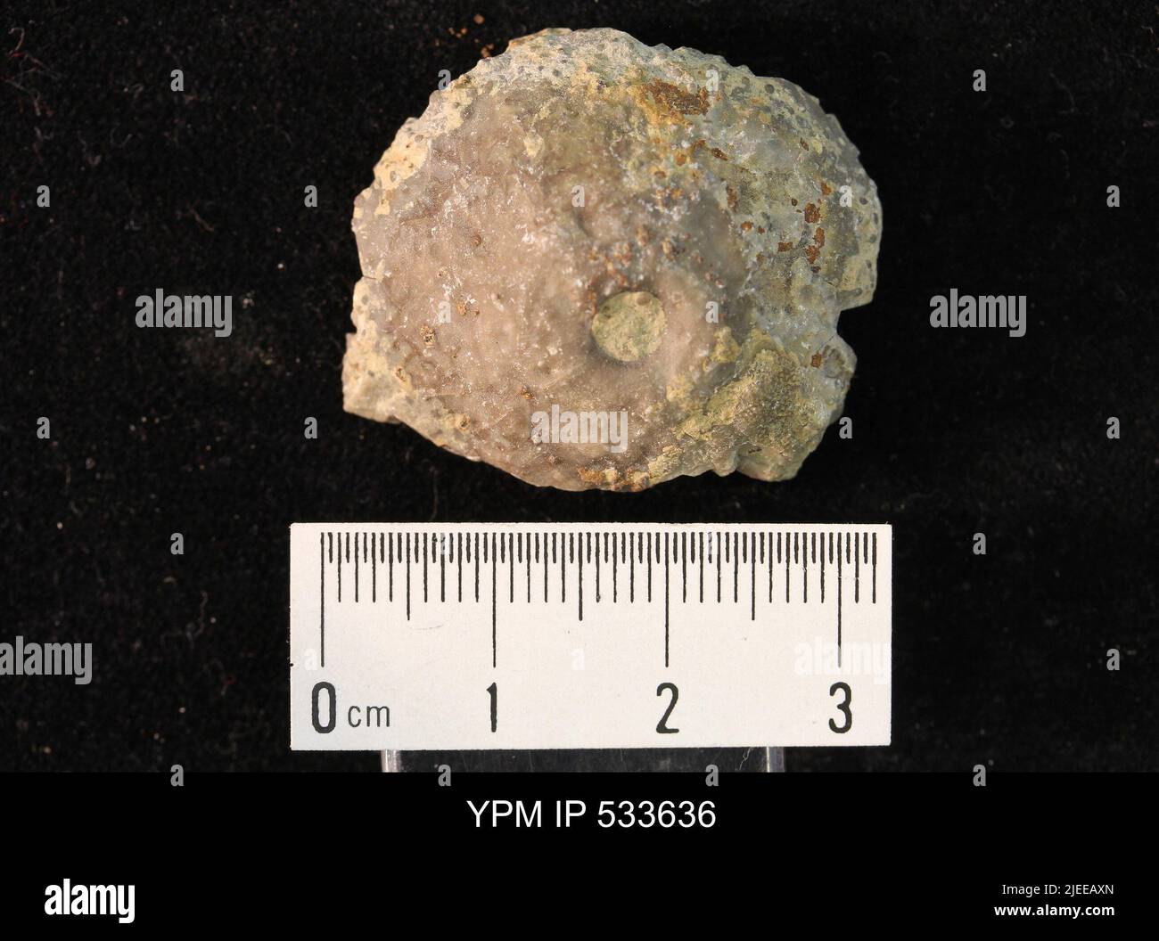 Crinoidea. Foto Stock