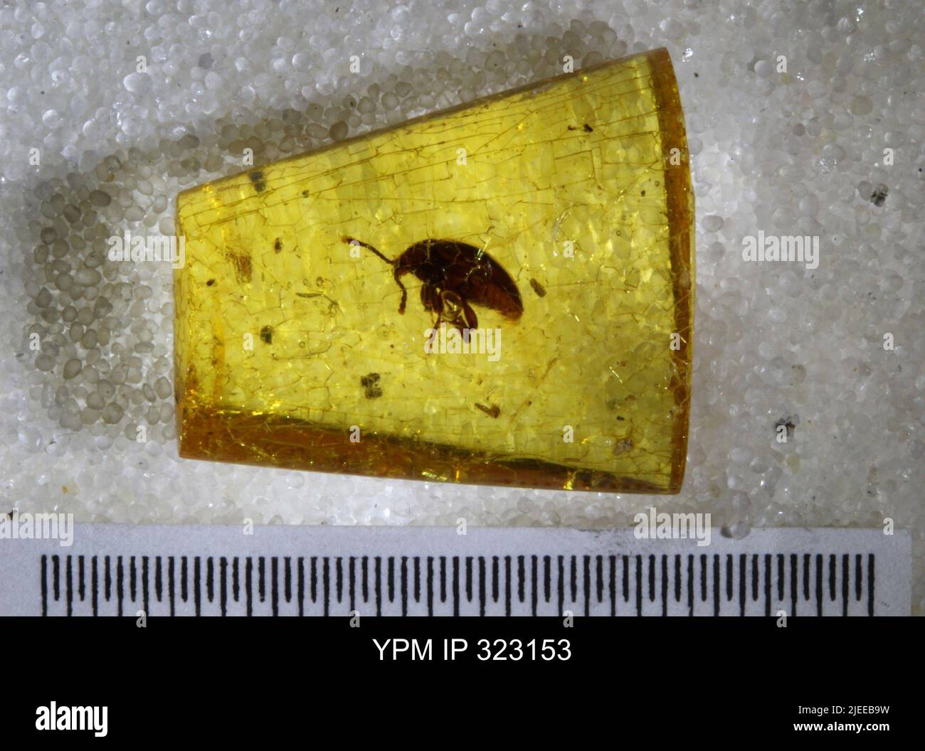 Coleoptera. Foto Stock