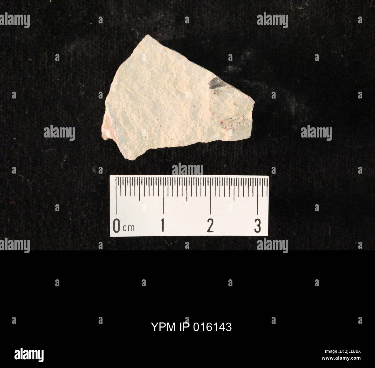 Esapoda. IPC.01784: Kansas. Dickinson County. Vicino alla cima di Wellington, a pochi metri dalla sovrastante Cretaceous, 3 mi S & .5 mi e di Banner City [Elmo]. Coll: Sellards, E. H. Early Permian. GRP Sumner Wellington, FM. Elmo LS MBR.; Foto Stock