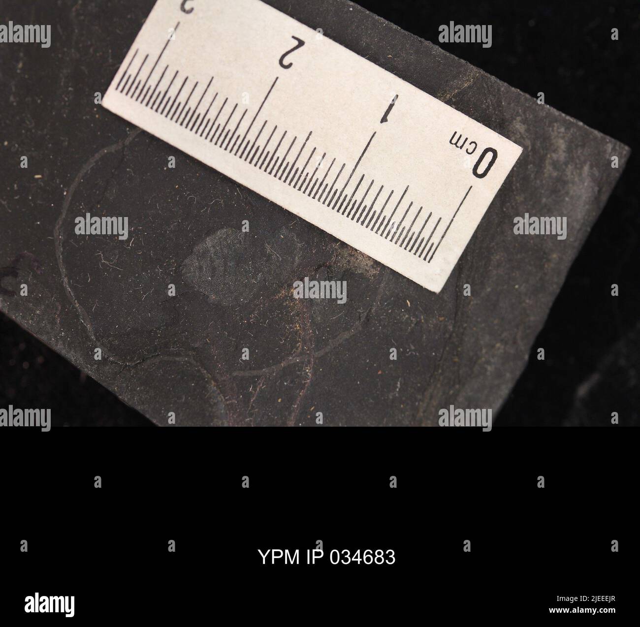 Belostomatidae. IPC.01194: Carolina del Nord. Rockingham County. Macerie dell'unità meteorologica b del ciclo CB1-2, 1000 piedi sopra la base del membro superiore di Cow Branch, cava principale di Solite Corporation, .5 mi N di Fitzgerald, e .5 mi WSW di Leaksville Junction, VA. Coll: Olsen, P. E., Salvia, R. ago 1975. Triassico tardo. DaN River GRP. Sezione vacca FM.; Foto Stock