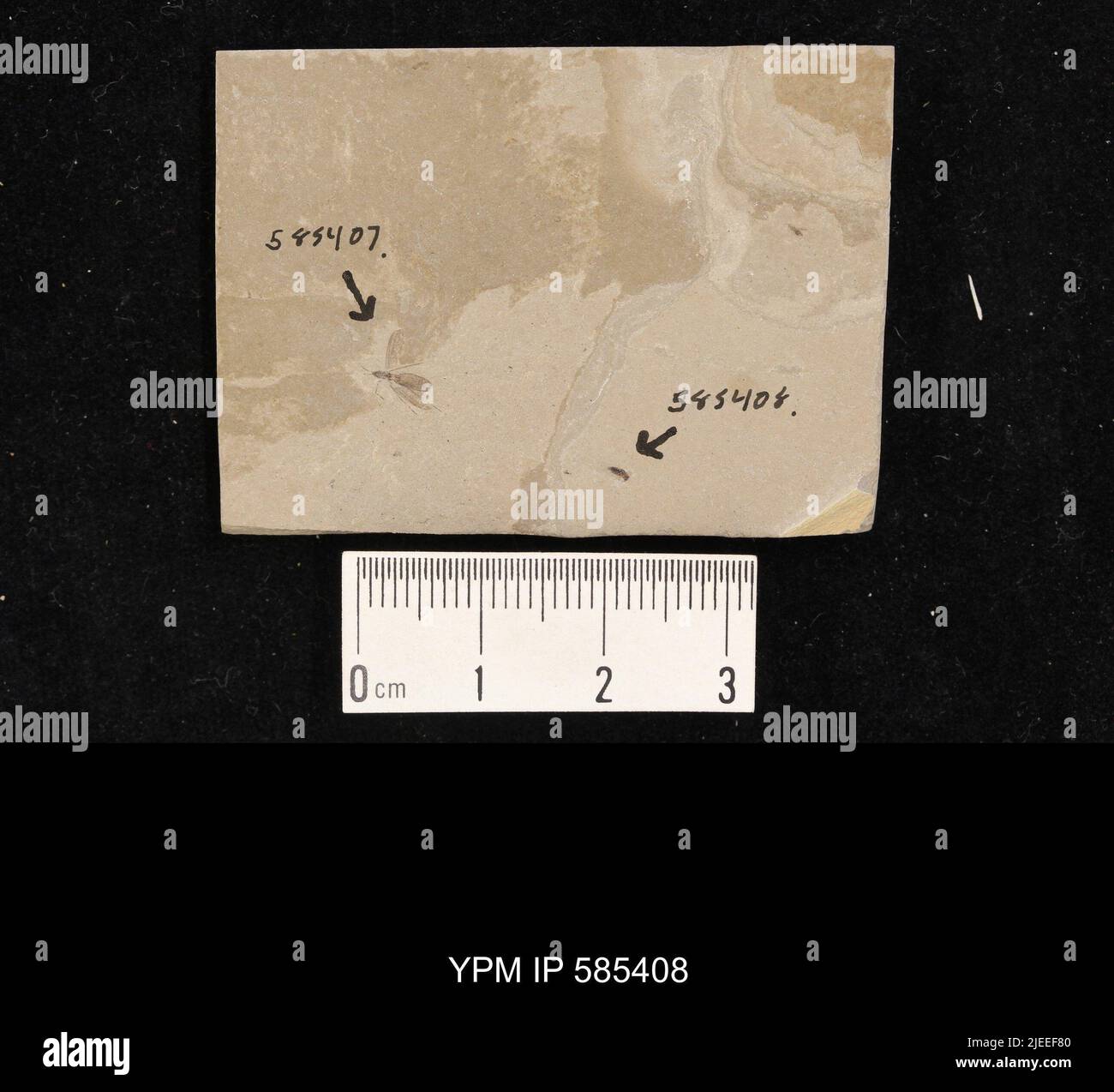 Coleoptera. Foto Stock