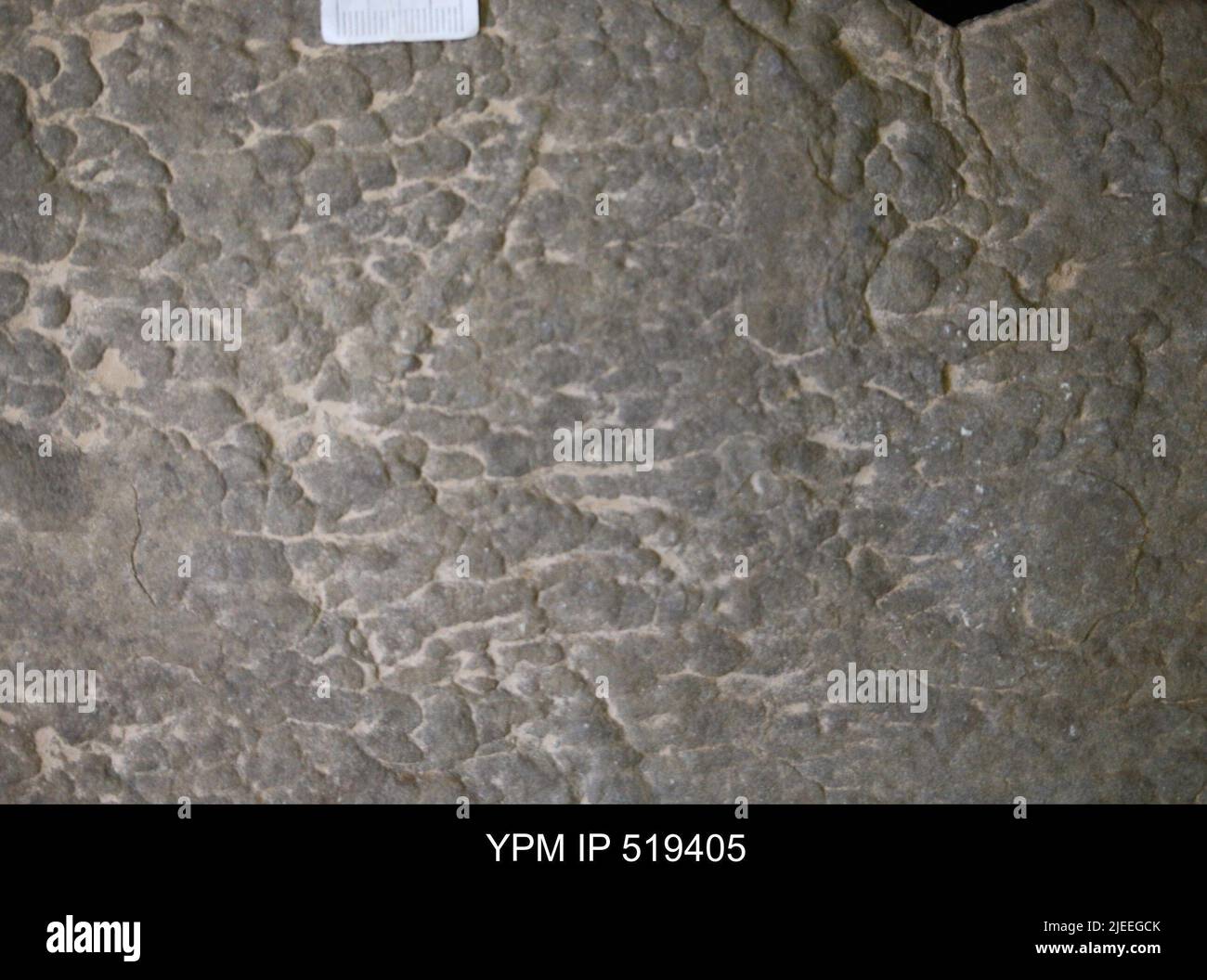 Struttura del tappetino. Foto Stock