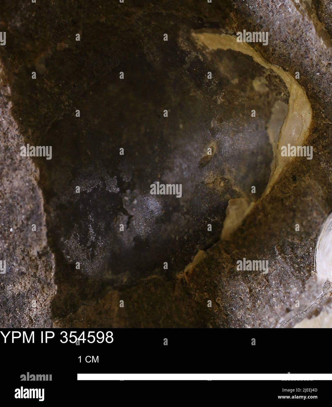 Pseudoptera subtortuosa (Meeke & Hayden). Foto Stock